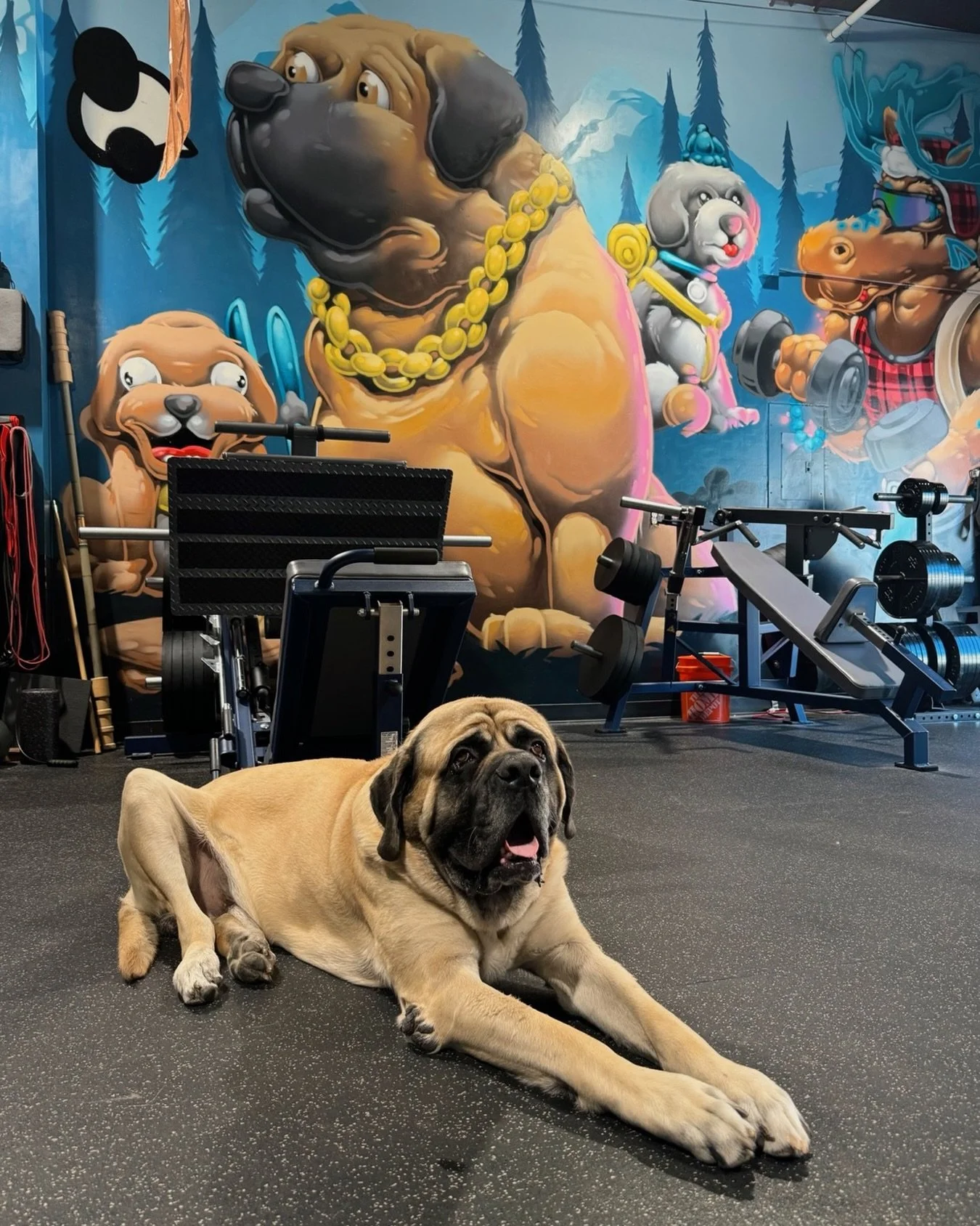 Currently accepting 2 more members! Shoot us a DM if you&rsquo;re interested in Cal being your daily training partner 💥