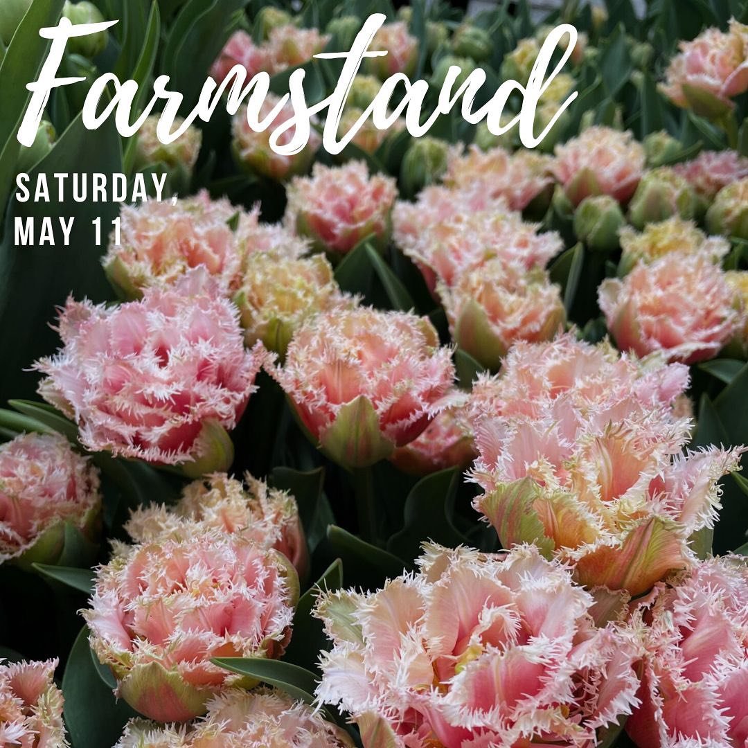 Farmstand this Saturday, May 11! This will likely be our one and only farmstand this year. 

Come by 137 Silver Street in Dover anytime after 9am- I&rsquo;ll stay open until we&rsquo;re sold out. Tulip bunches will be $25 and $15 for specialty daffod