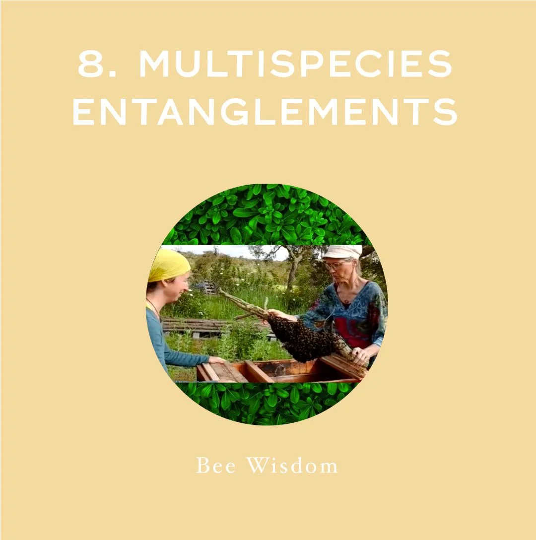 [Full Length] Multi-species Entanglements, or, How we Become Rapt in Other Lives — with BeeWisdom