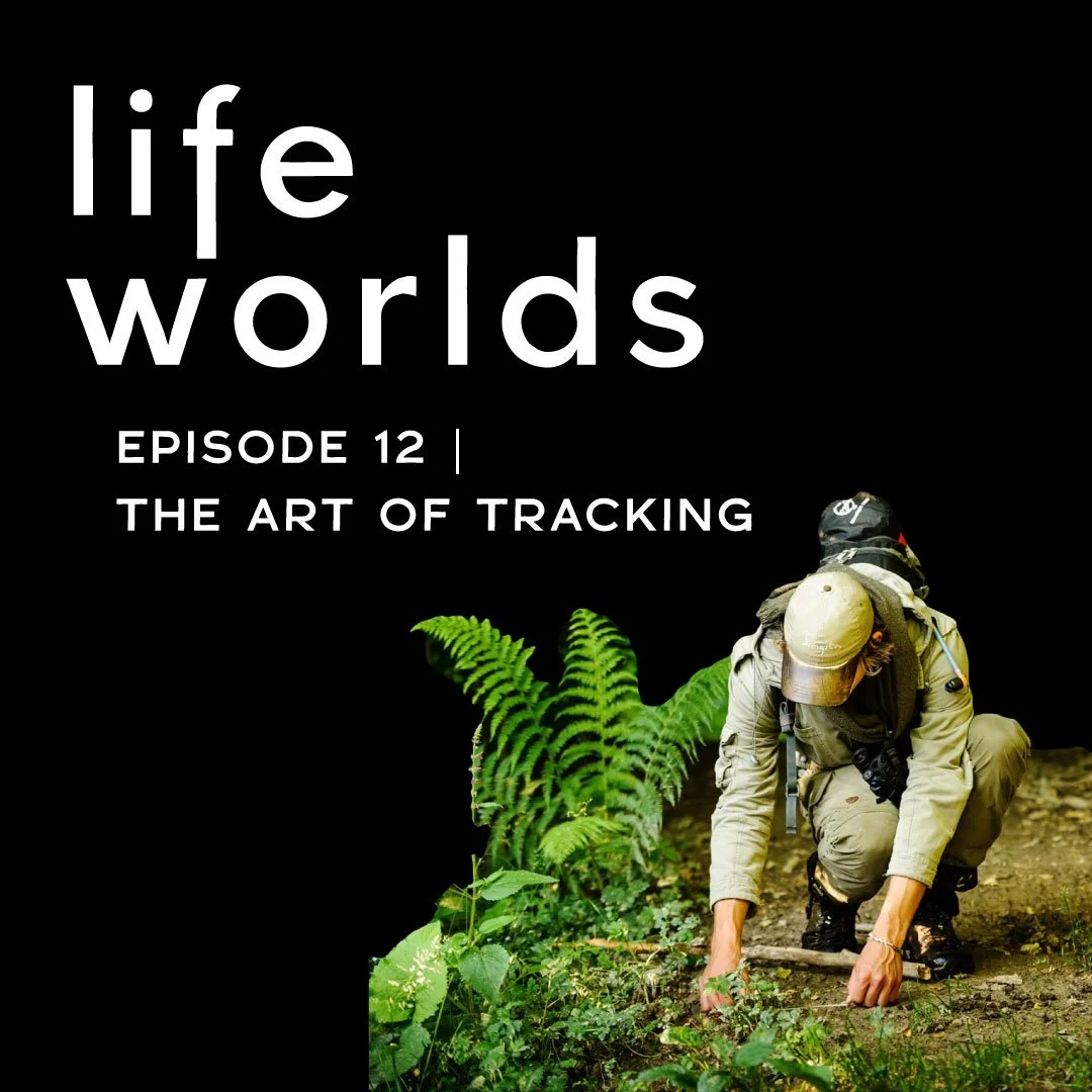 12. The Art of Tracking &amp; Wild Bison — with Toni Romani