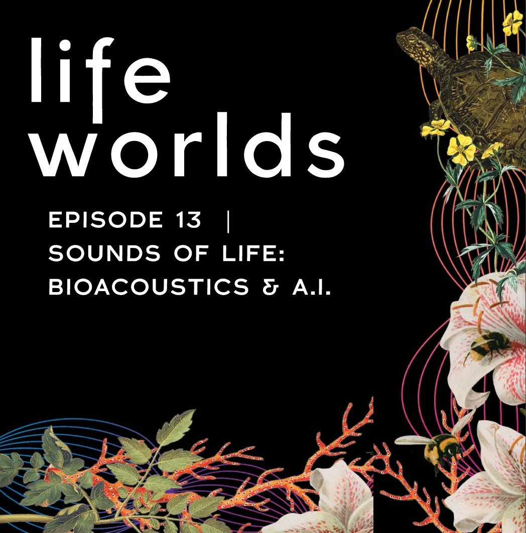 13. The Sounds of Life: Bioacoustics, A.I. and Ethics – with Karen Bakker