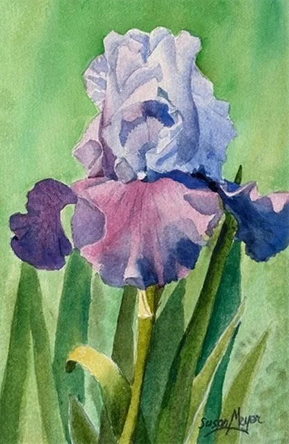 Iris_watercolor_11x14