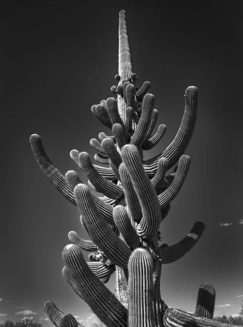 80 Arm Saguaro 16 x 20