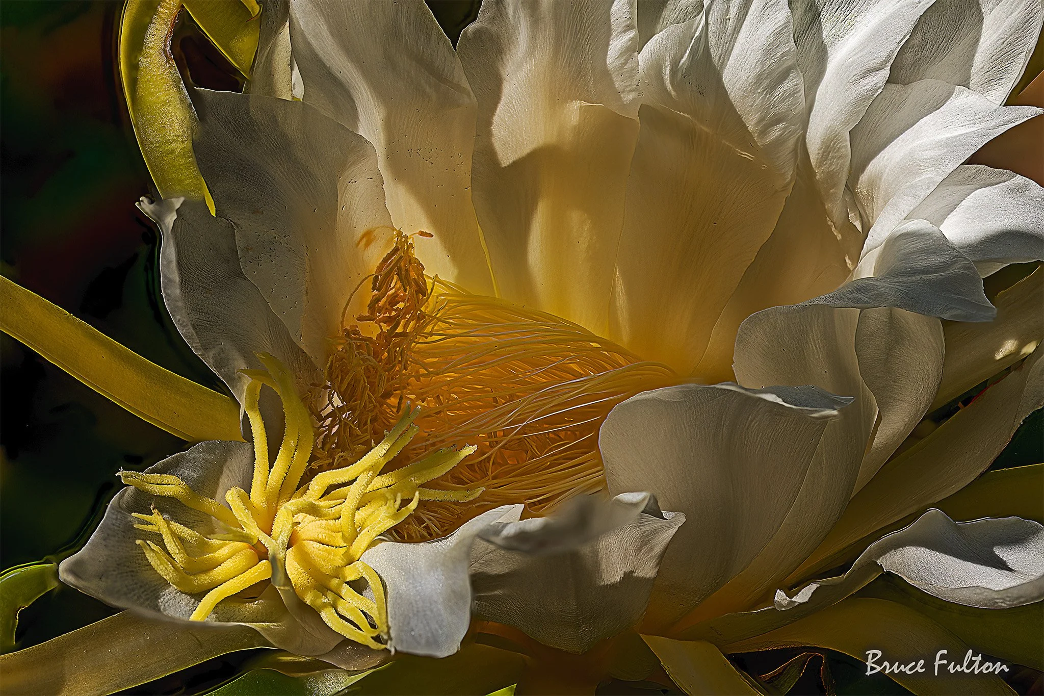 Bruce Fulton_Dragon Fruit_Photo_17x25.jpg
