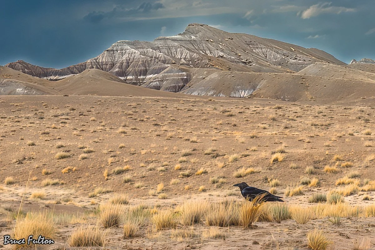 BruceFulton_The Raven Her Domain - P1015768_photo_19x27.jpg