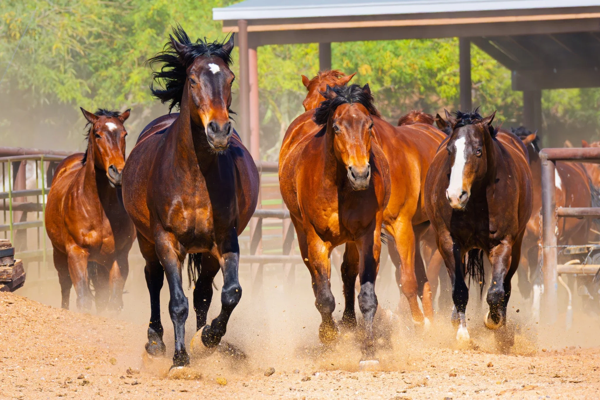 Horse Power