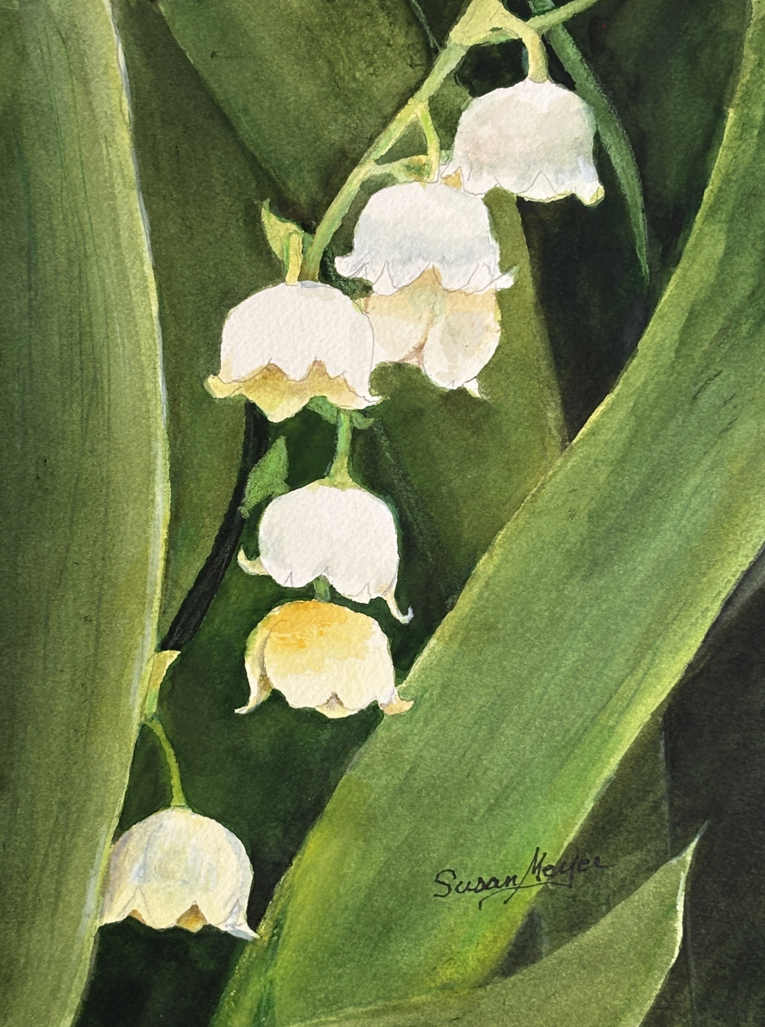Susan Meyer_Lily of the Vally for May_Watercolor_15