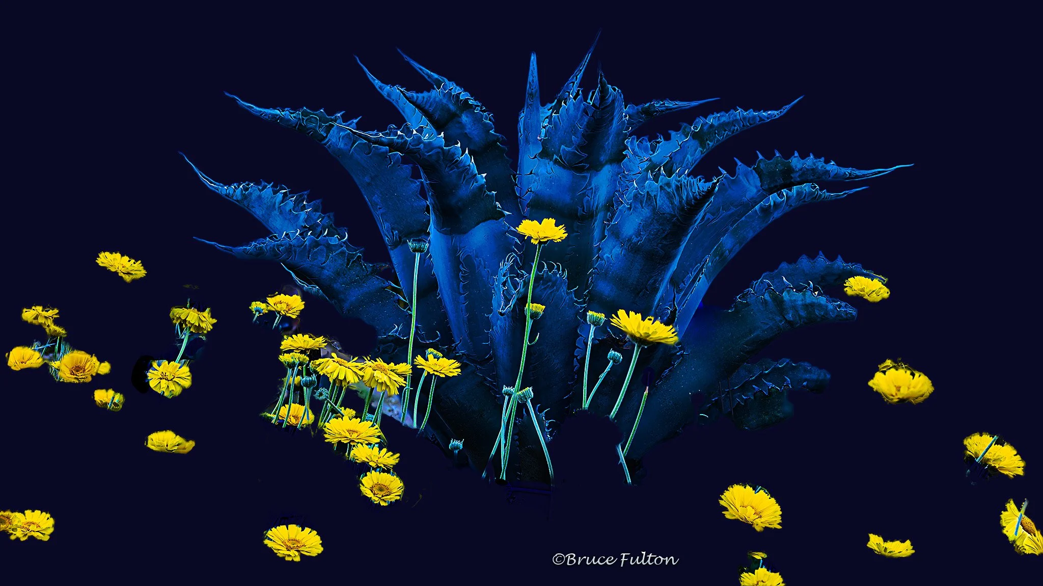 Bruce Fulton_Agave with Desert Marigold_Photo_20x28.jpg