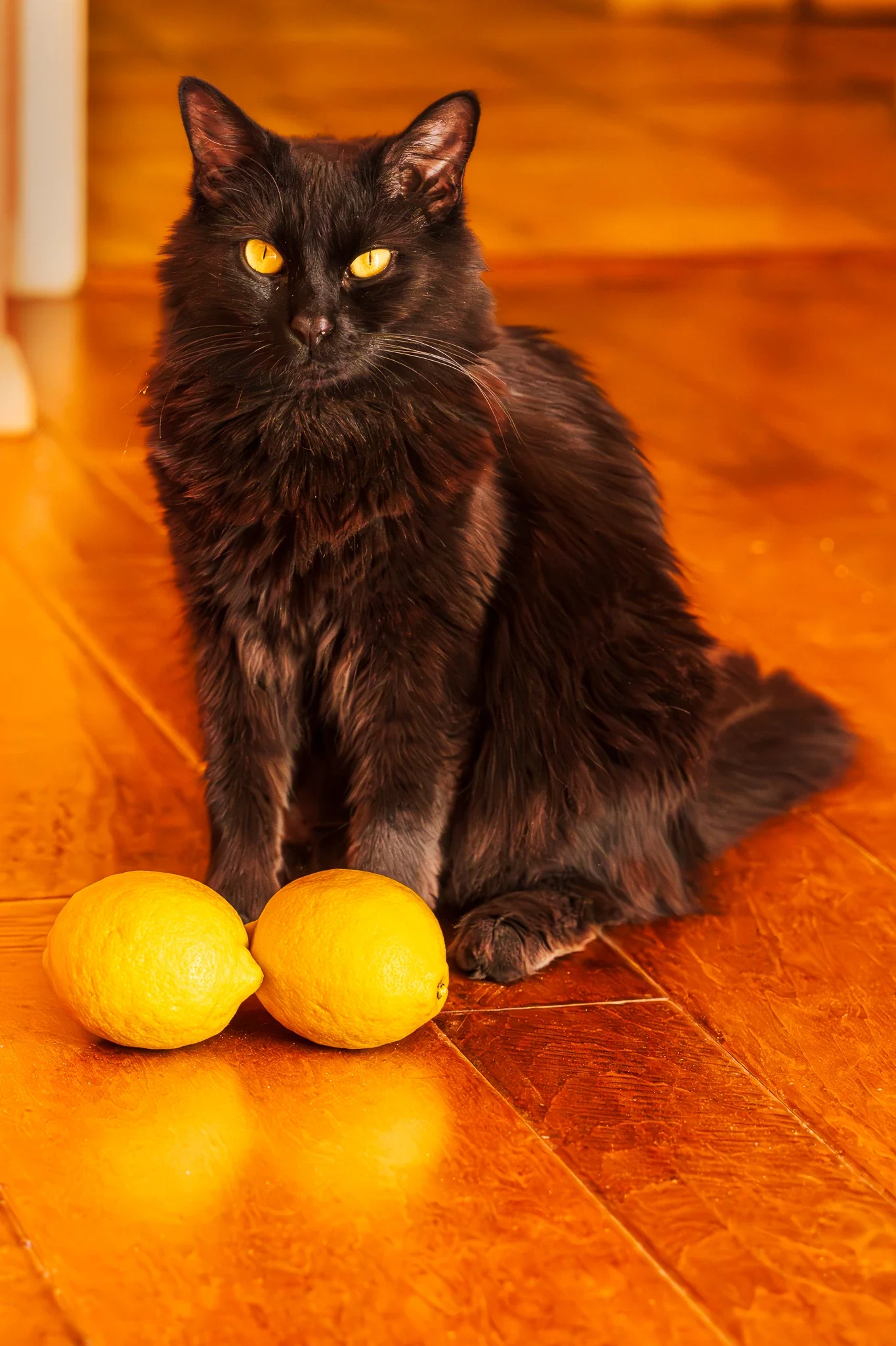 John Grant_lemon devil_metal photoart with mount_12X18.webp