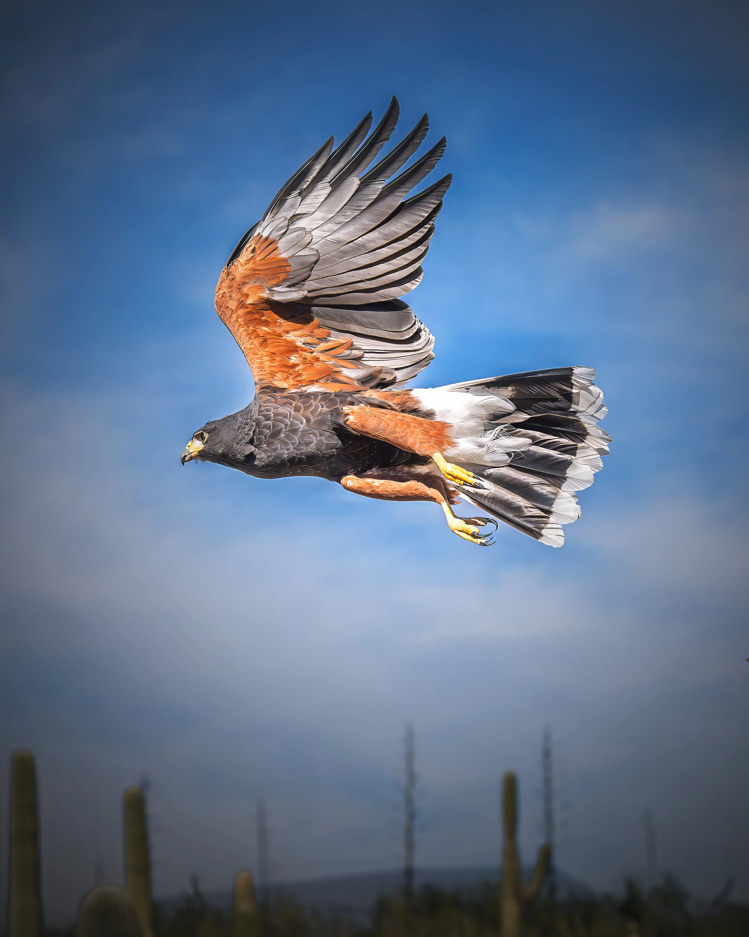 BruceFulton_Harris Hawk P1018105_photo_17x14.jpg