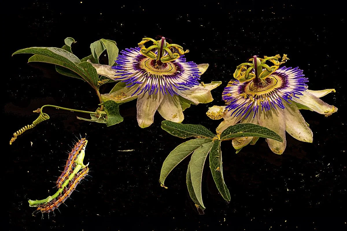 BruceFulton_Passionflower_Photo_17x25