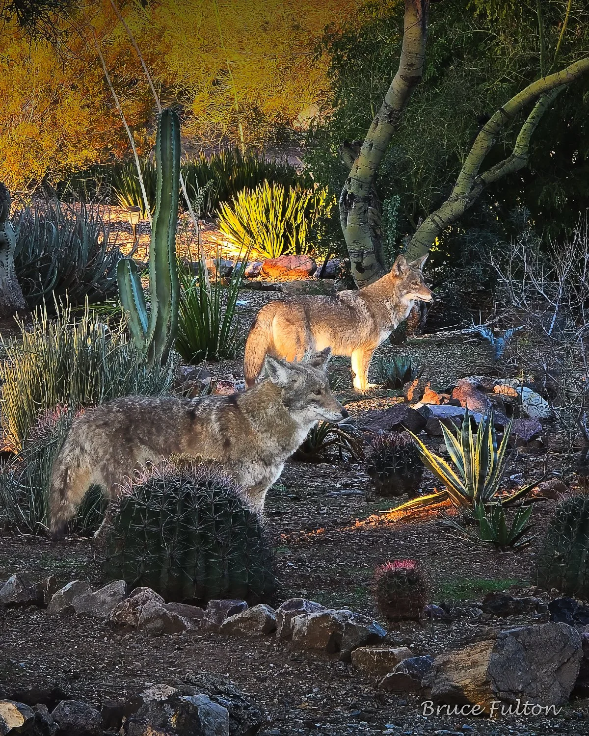 BruceFulton_Song Dog Patrol_Photo_22x18.jpg