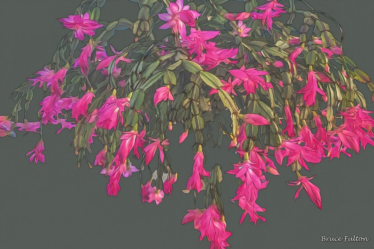 BruceFulton_Christmas BouquetC_photo_12x18_.jpg