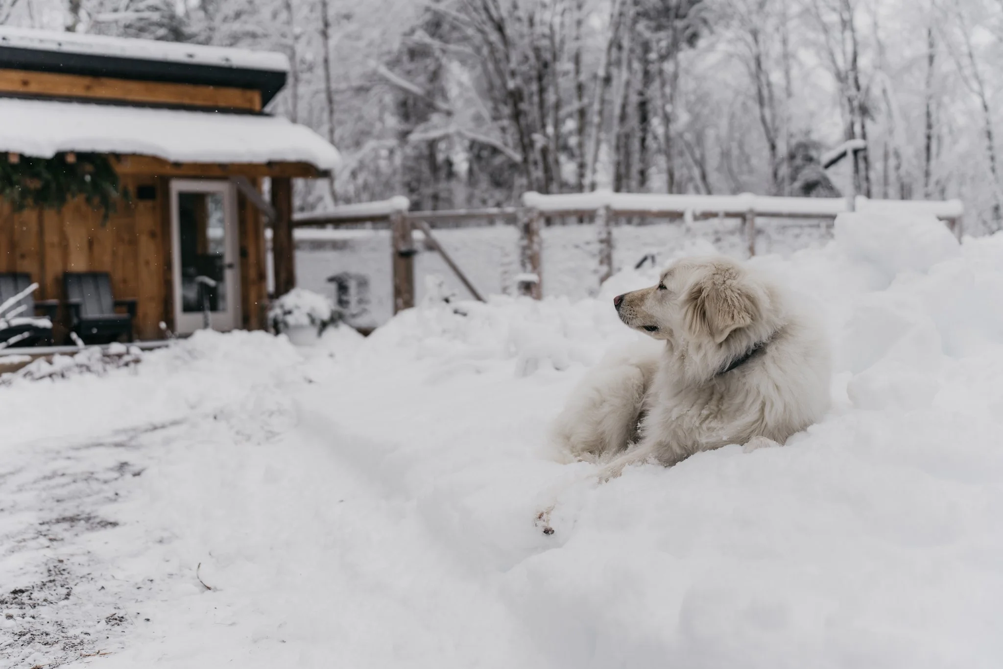 A golden retriever puppy lying in the snow in a backyard, with a wooden house and trees in the background.