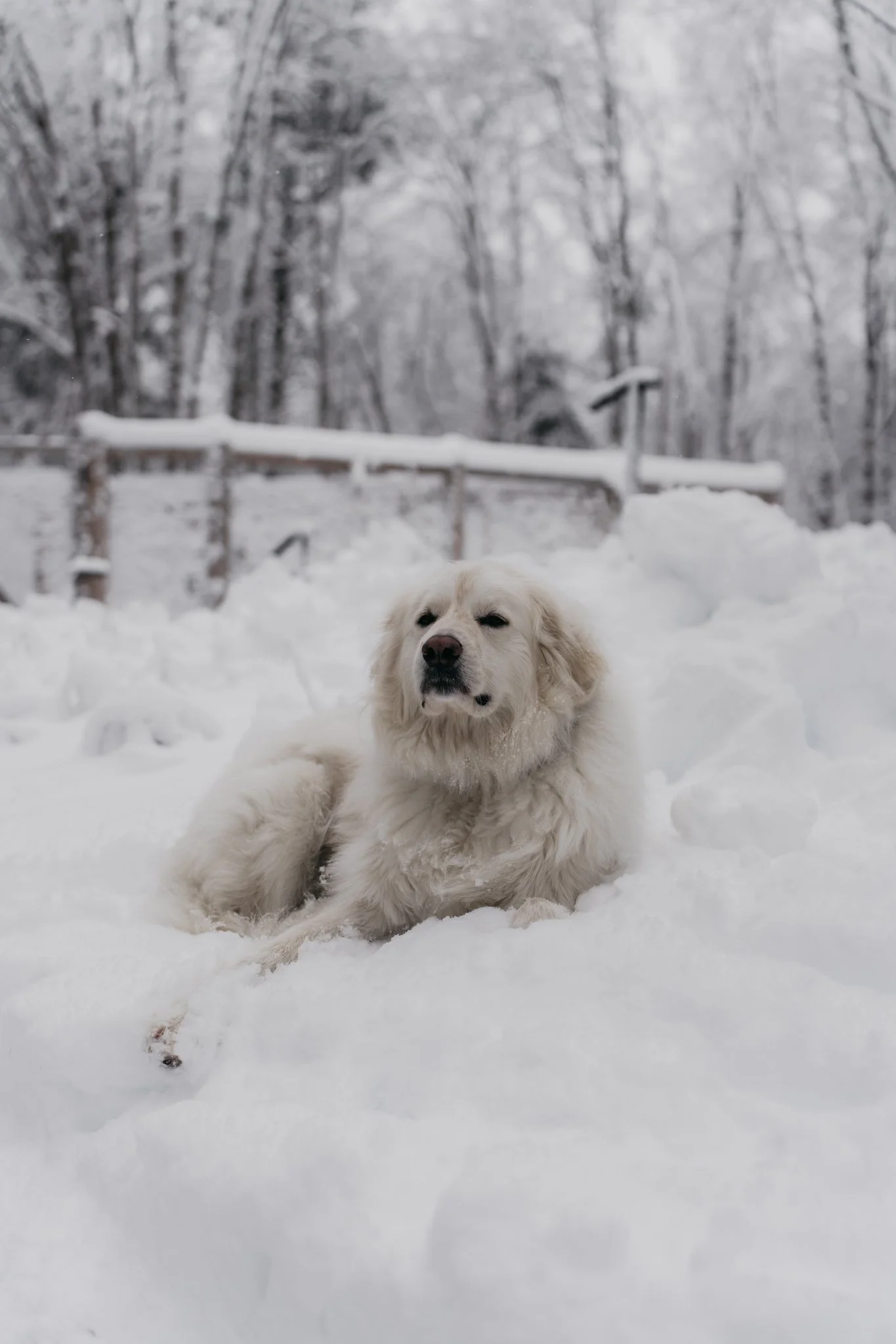 Golden retriever lying in the snow with a snowy wooded background.