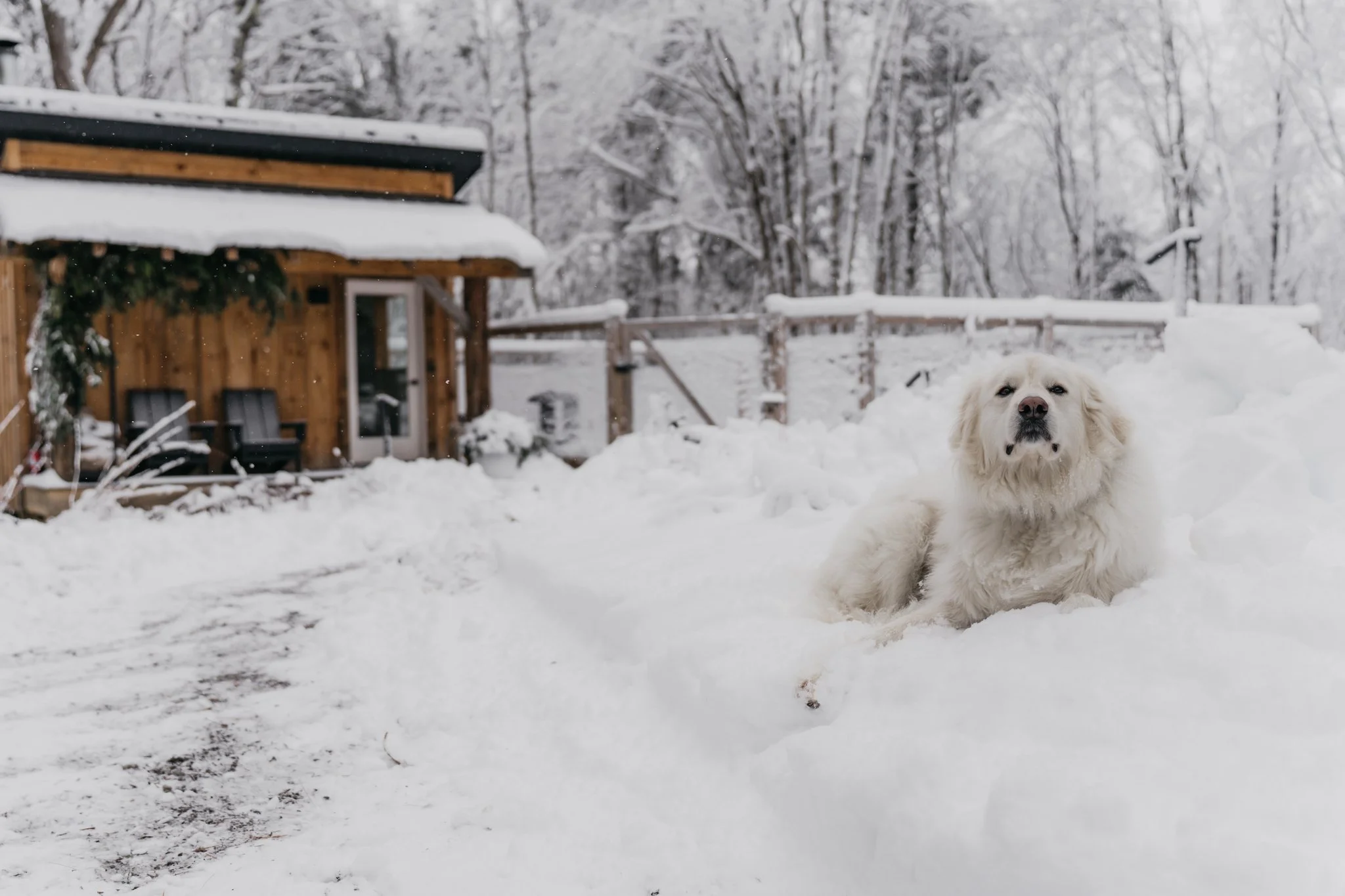A large white dog lying in the snow outside a wooden house surrounded by snow-covered trees in winter.