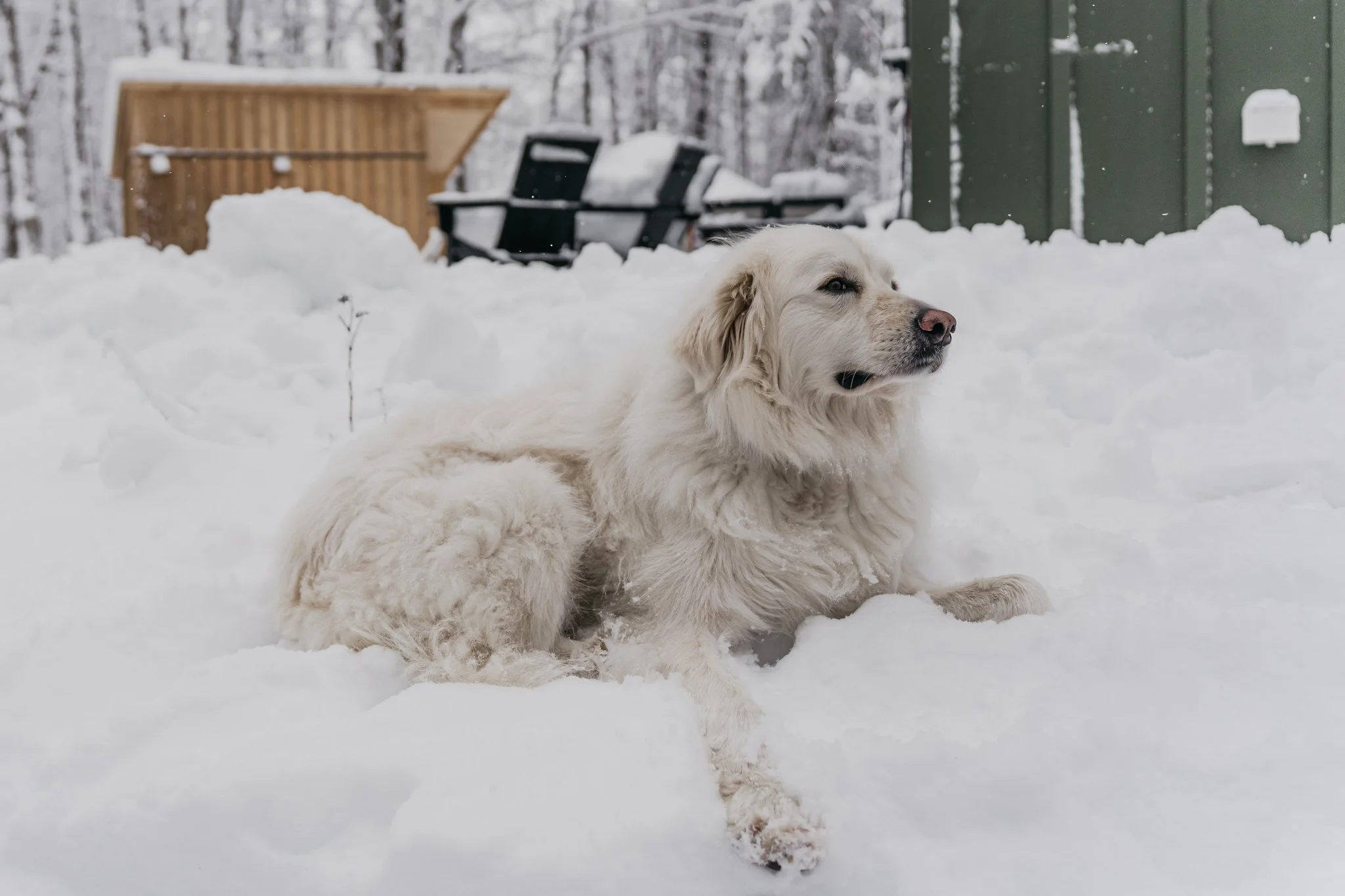 A golden retriever dog lying in the snow outdoors in a winter scene with trees, a green shed, and outdoor furniture.