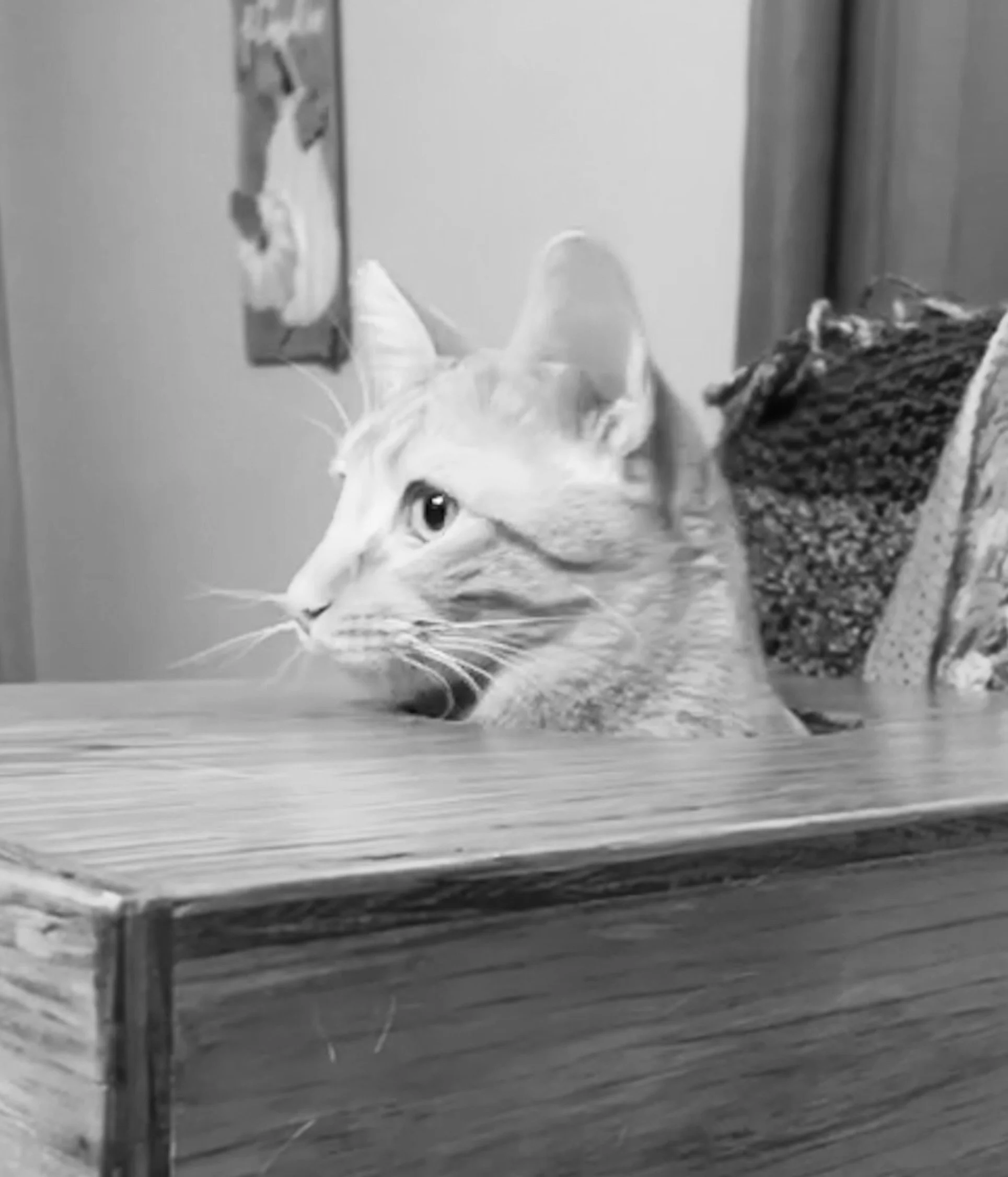 Lessons from a Defective Cat