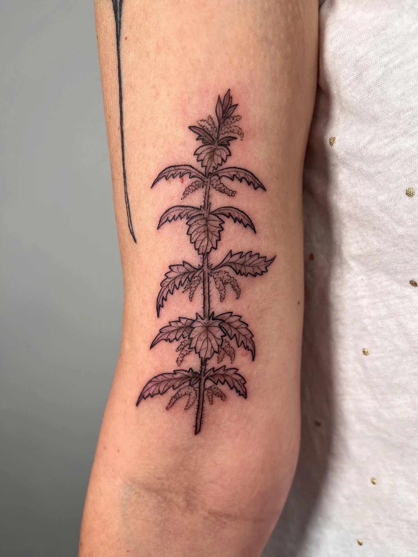 Stinging Nettle 🌿
