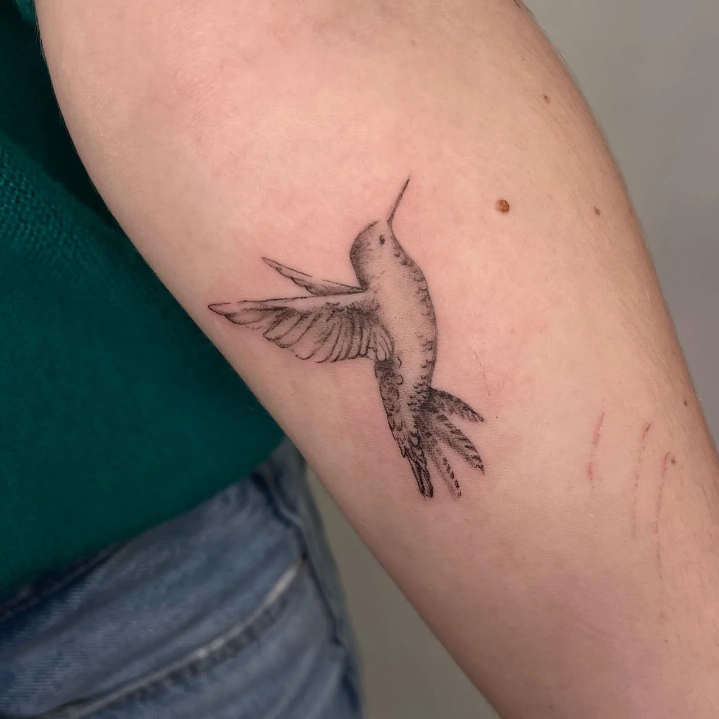 Little hummingbird from the other day ✨🌷