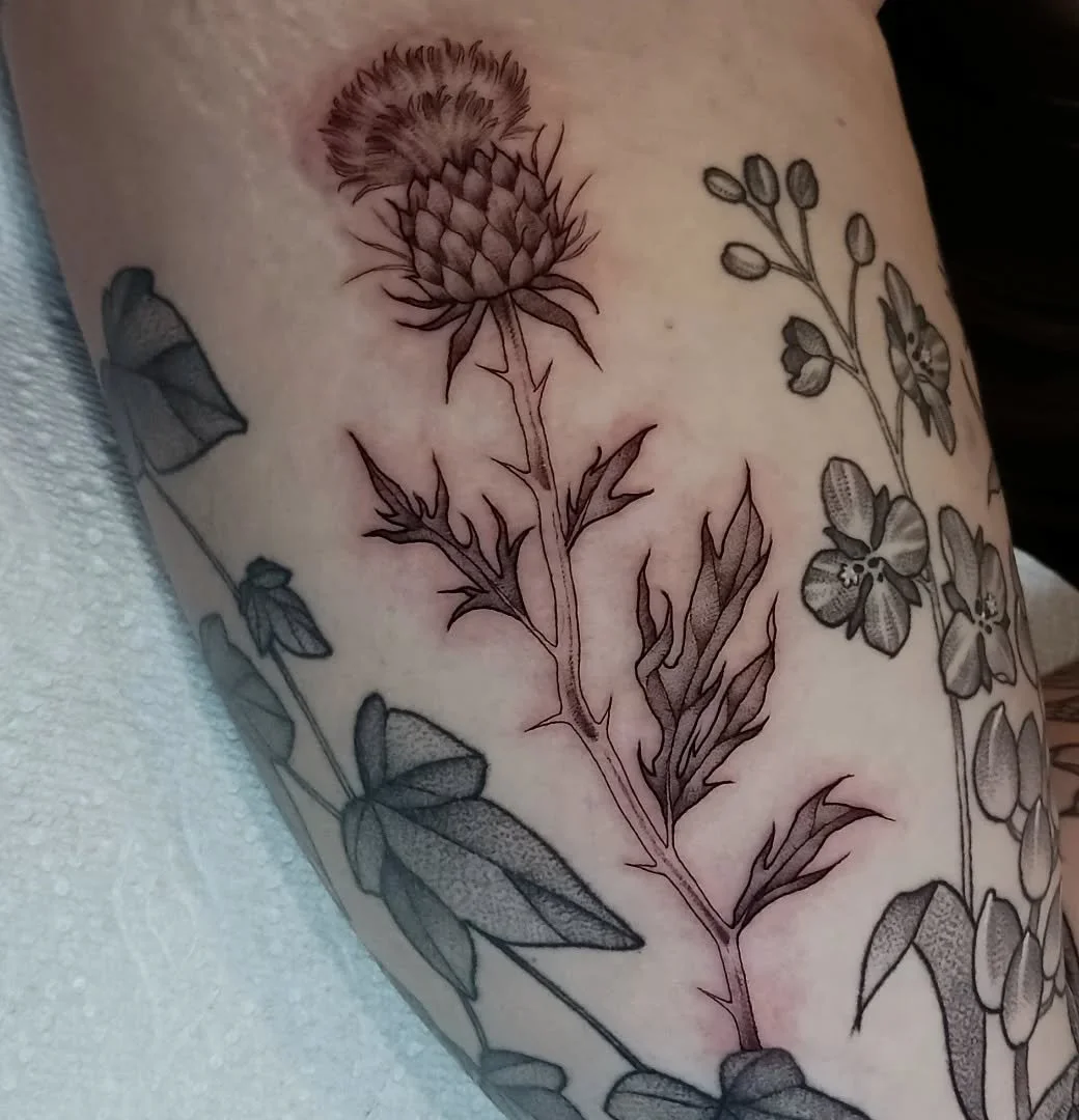 A very angry thistle gap-filler that Katherine sat through as if I wasn't very nearly tattooing her armpit. I'm super happy with how it turned out!
.
.
.
.
.
.
.
.
.
.
.
#halifax #tattoo #finelinetattoo #botanicaltattoo
