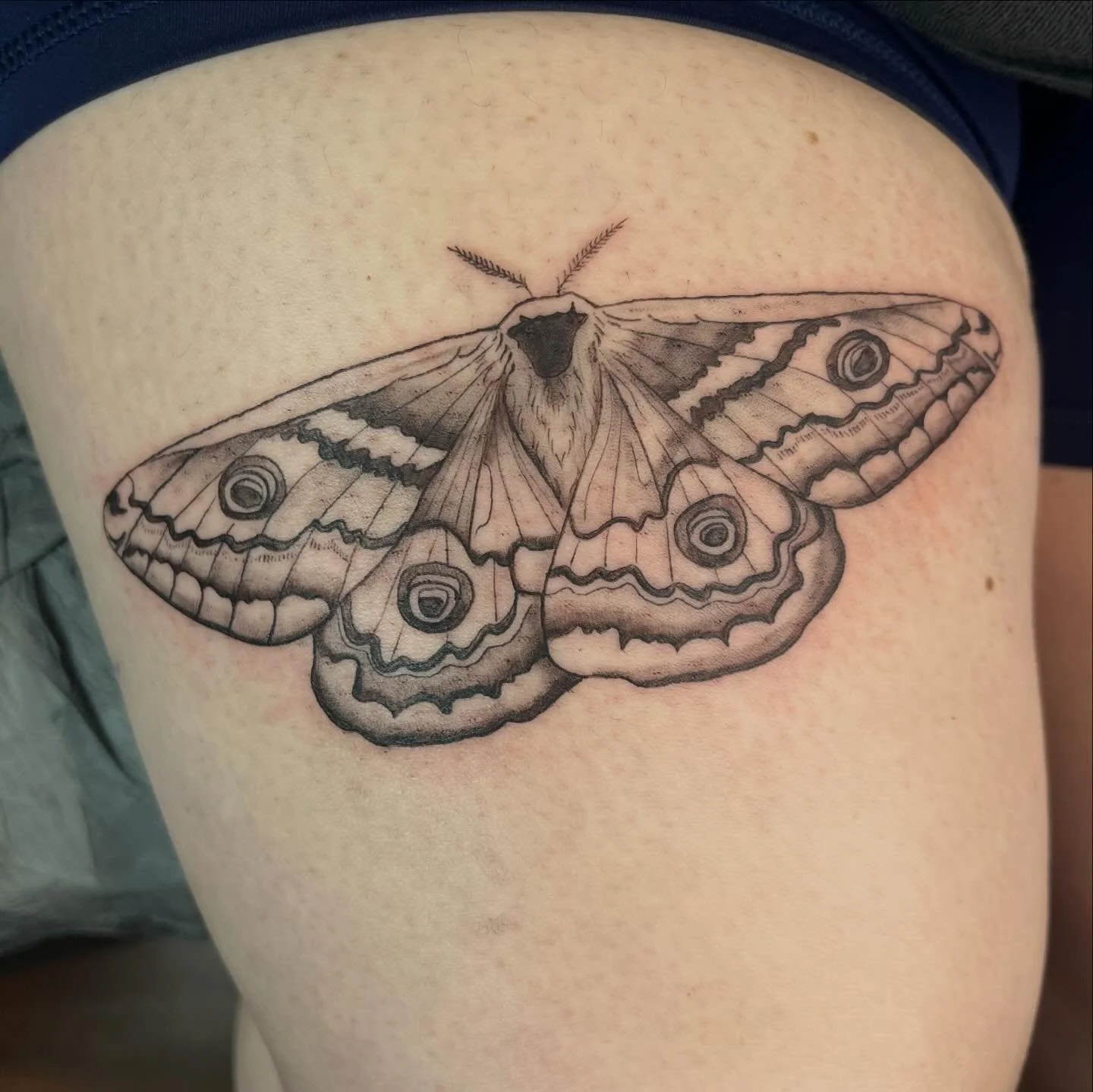 Moth from my flash ✨🌛🌿 (I&rsquo;m still waiting for a moth emoji)