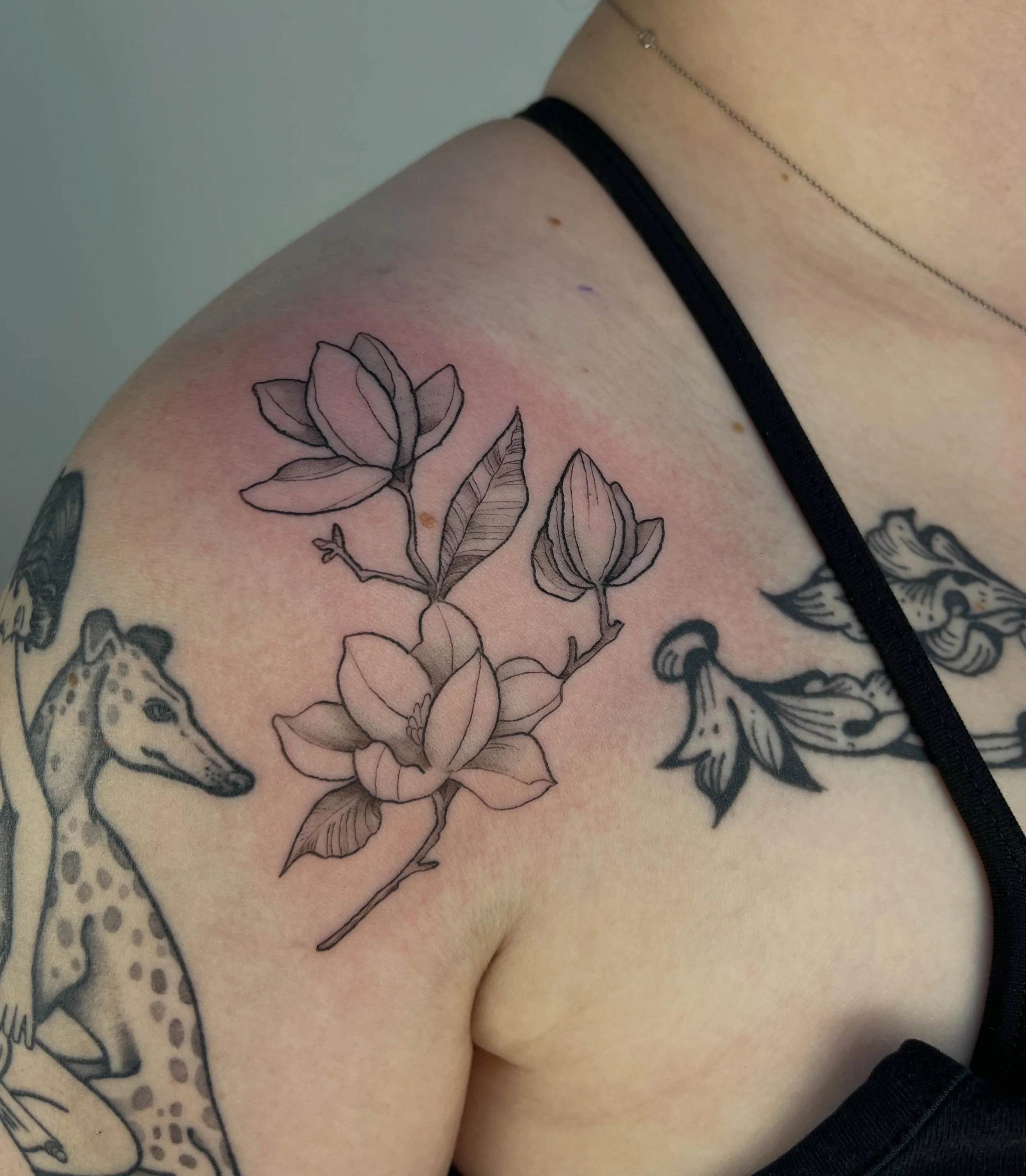 Magnolia