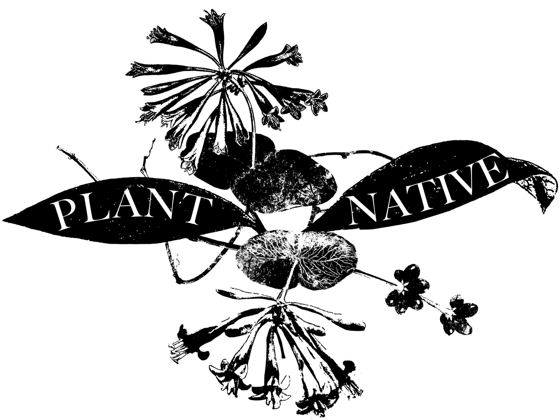 landscape_restorerations_plant_native.jpg