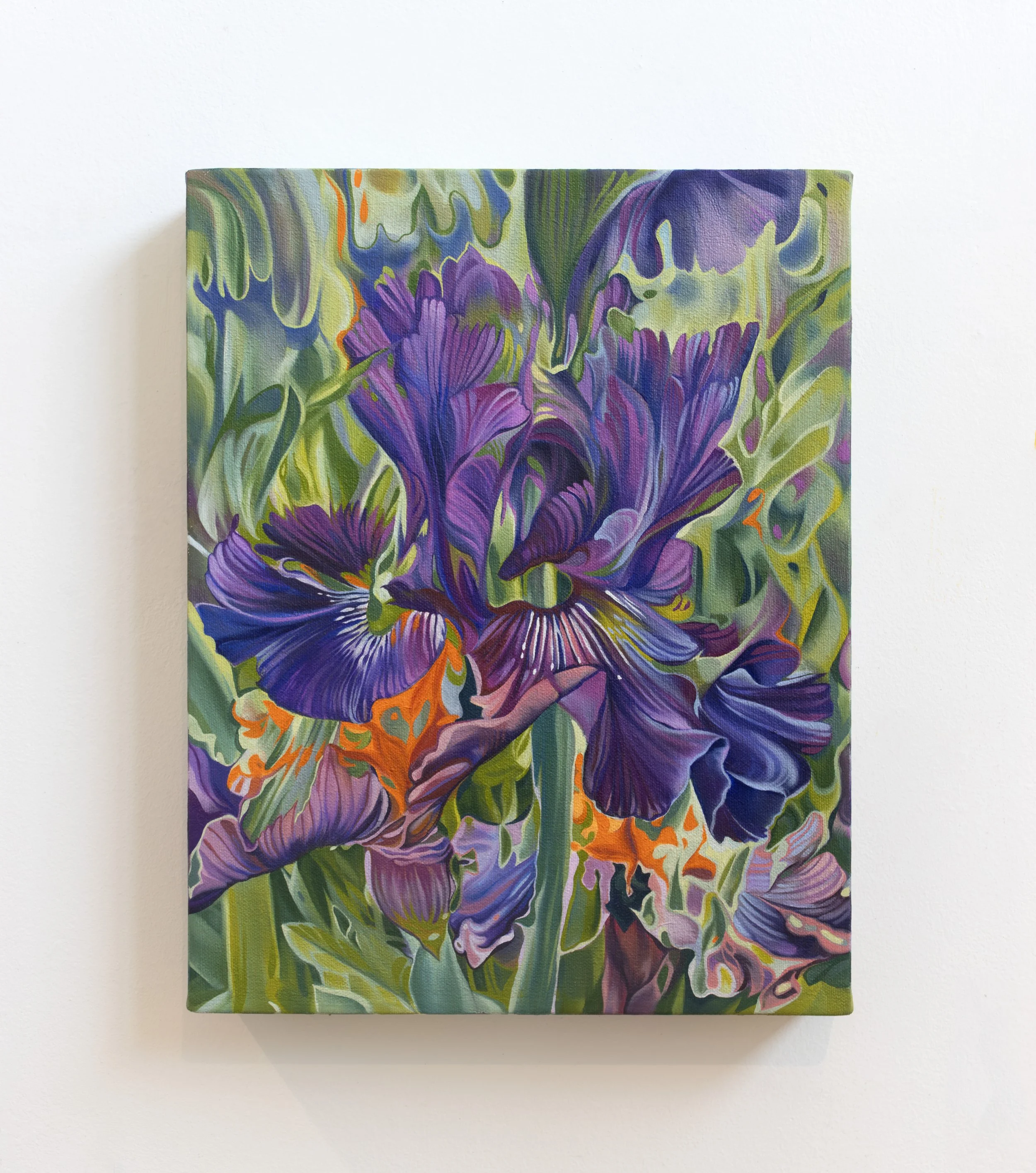 "Iris x germanica", oil on canvas, 11” x 14” x 1.5”, 2025.