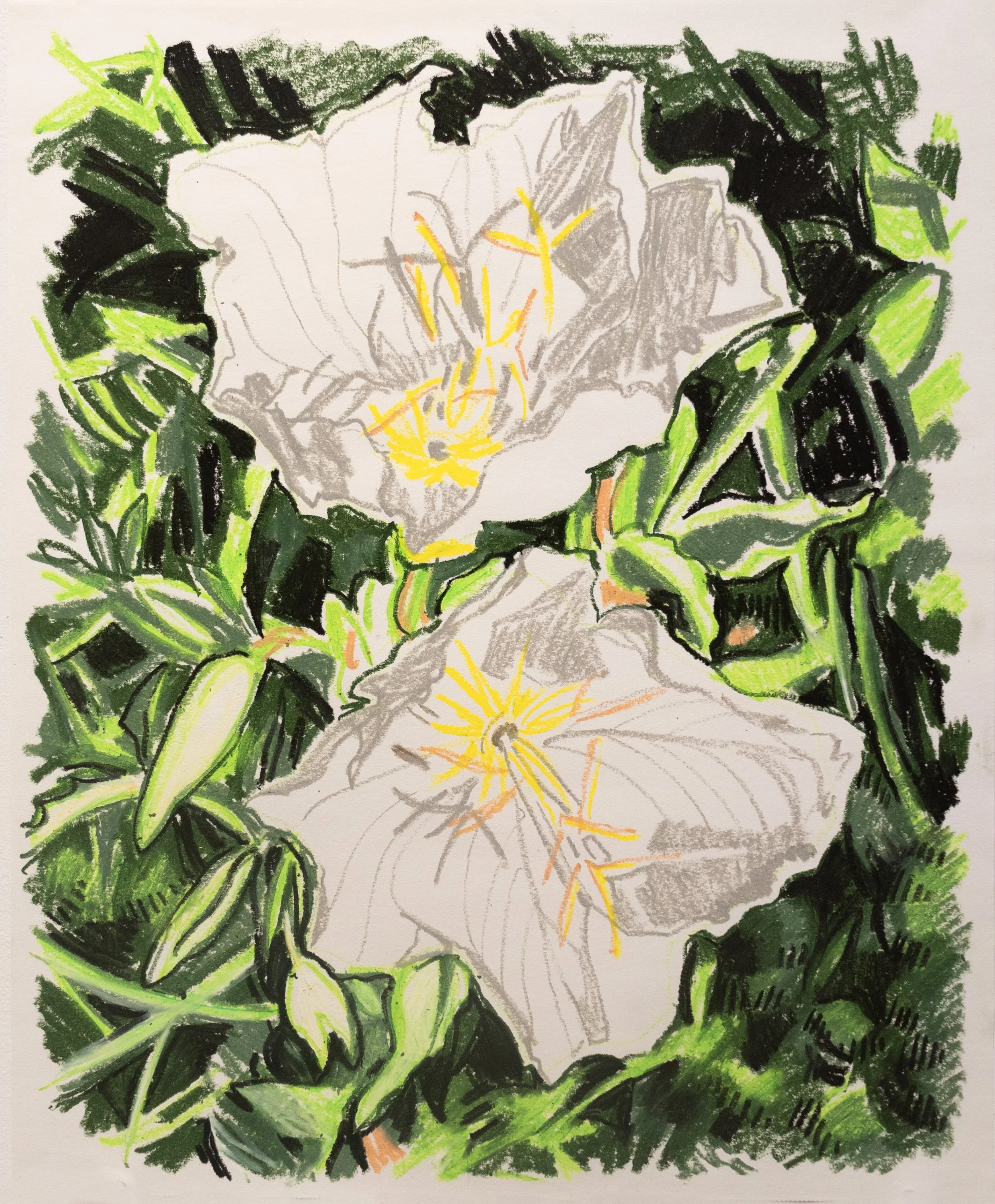 Honas_Evening Primrose.jpg