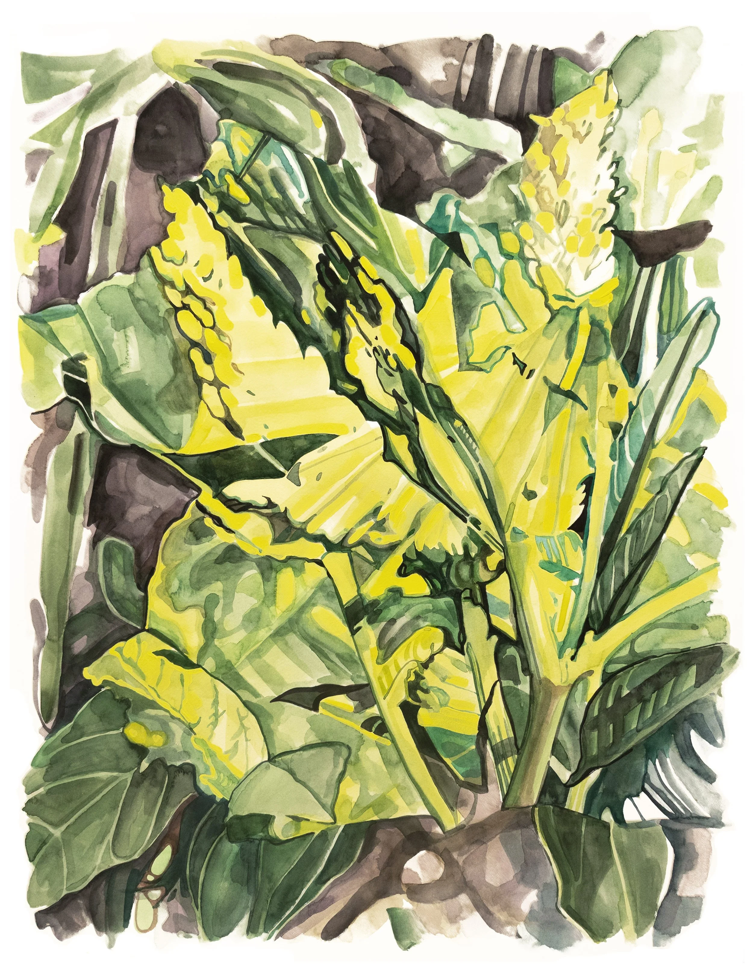 "Flint Hills IV: Wild Licorice", watercolor on paper, 15" x 20", 2025.