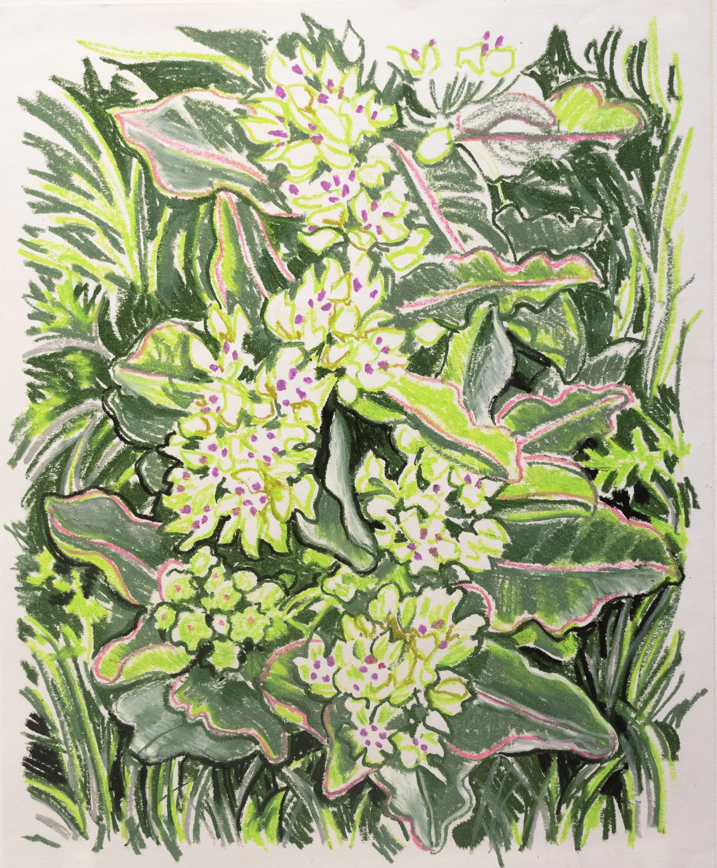 Honas_Spider Milkweed.jpg