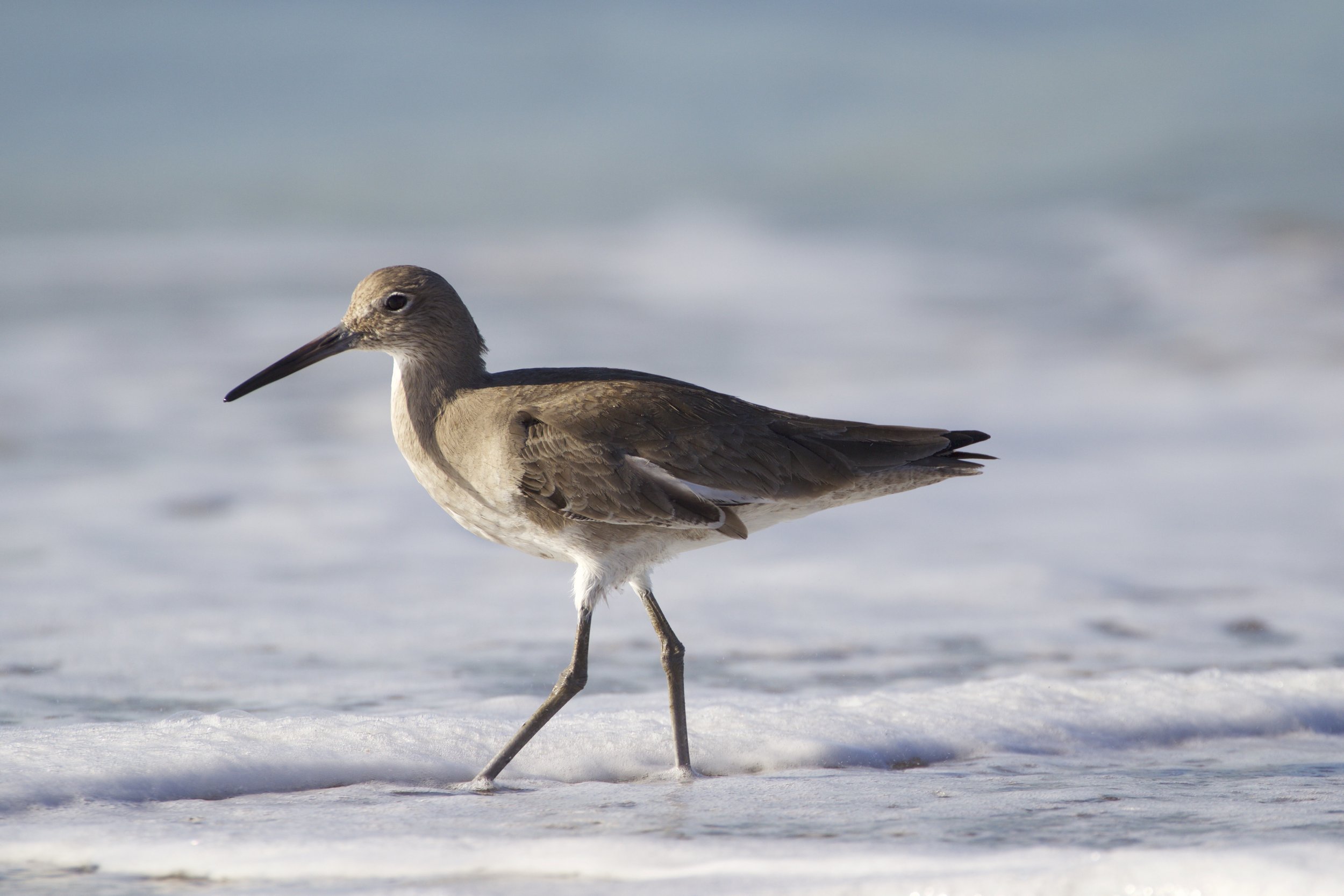 Sandpiper.jpg