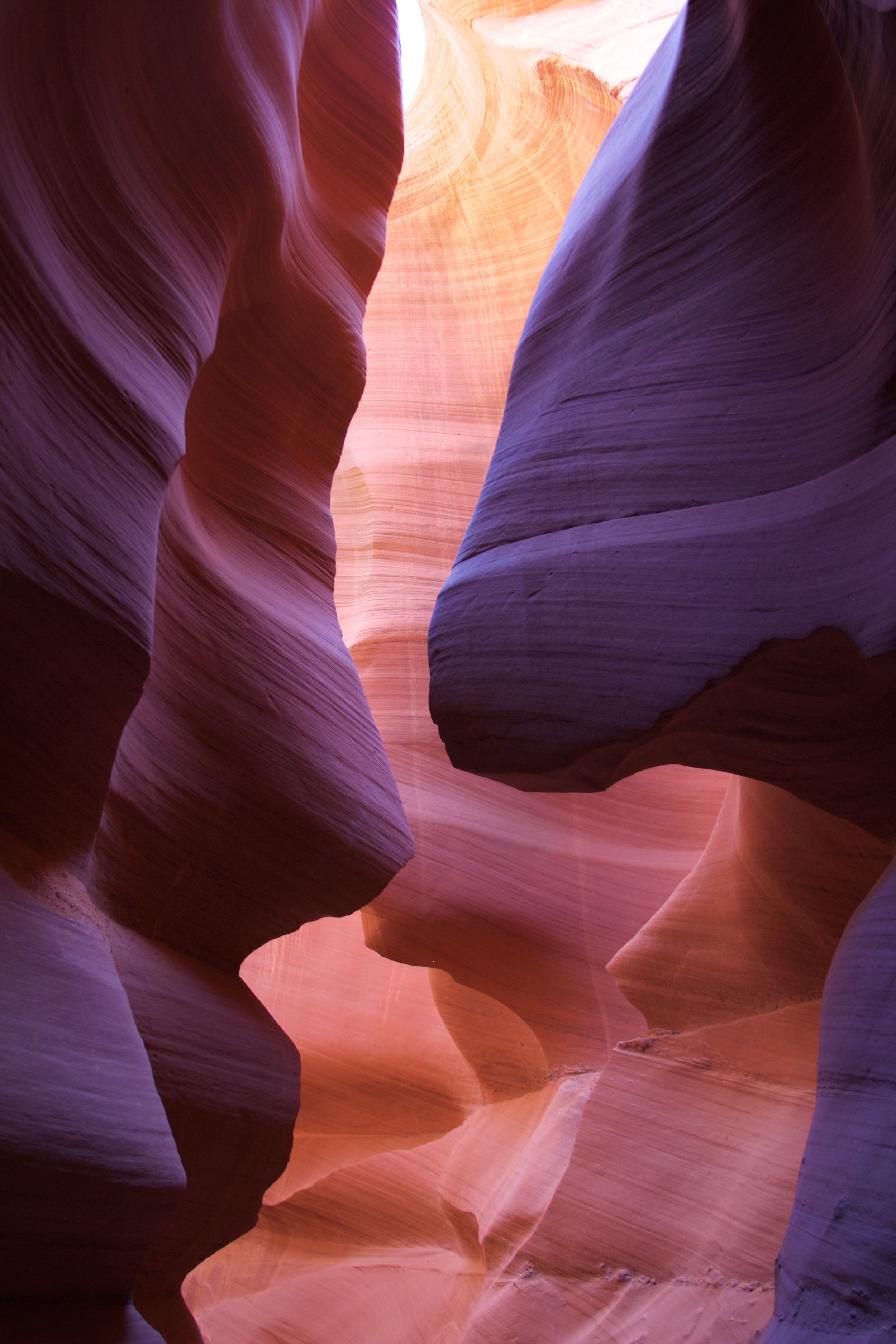 Antelope Tricolor Hi Res.jpg