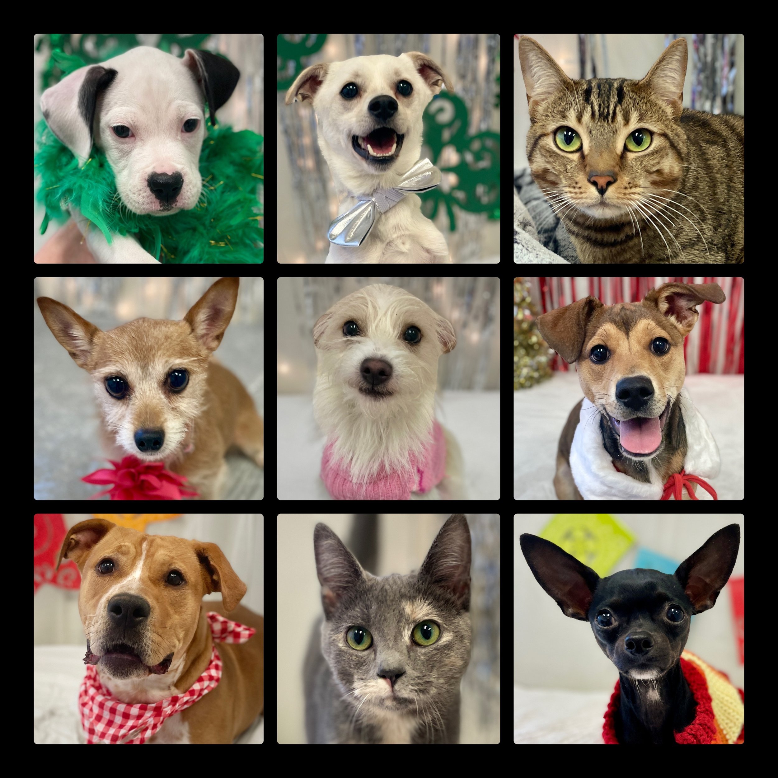 Shelter Pet & Rescue Photography- Startup Tips and Tricks