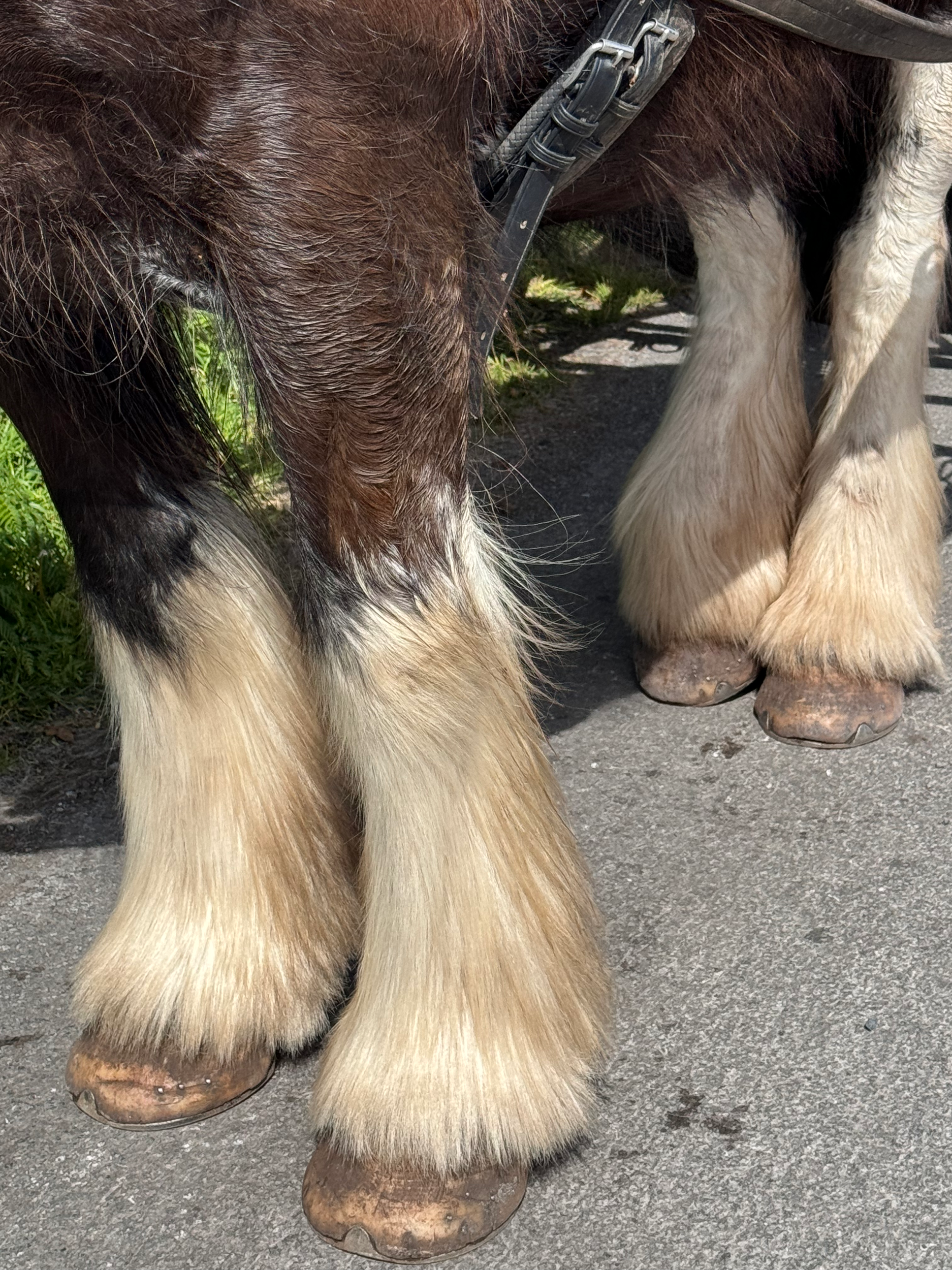Sure Footed