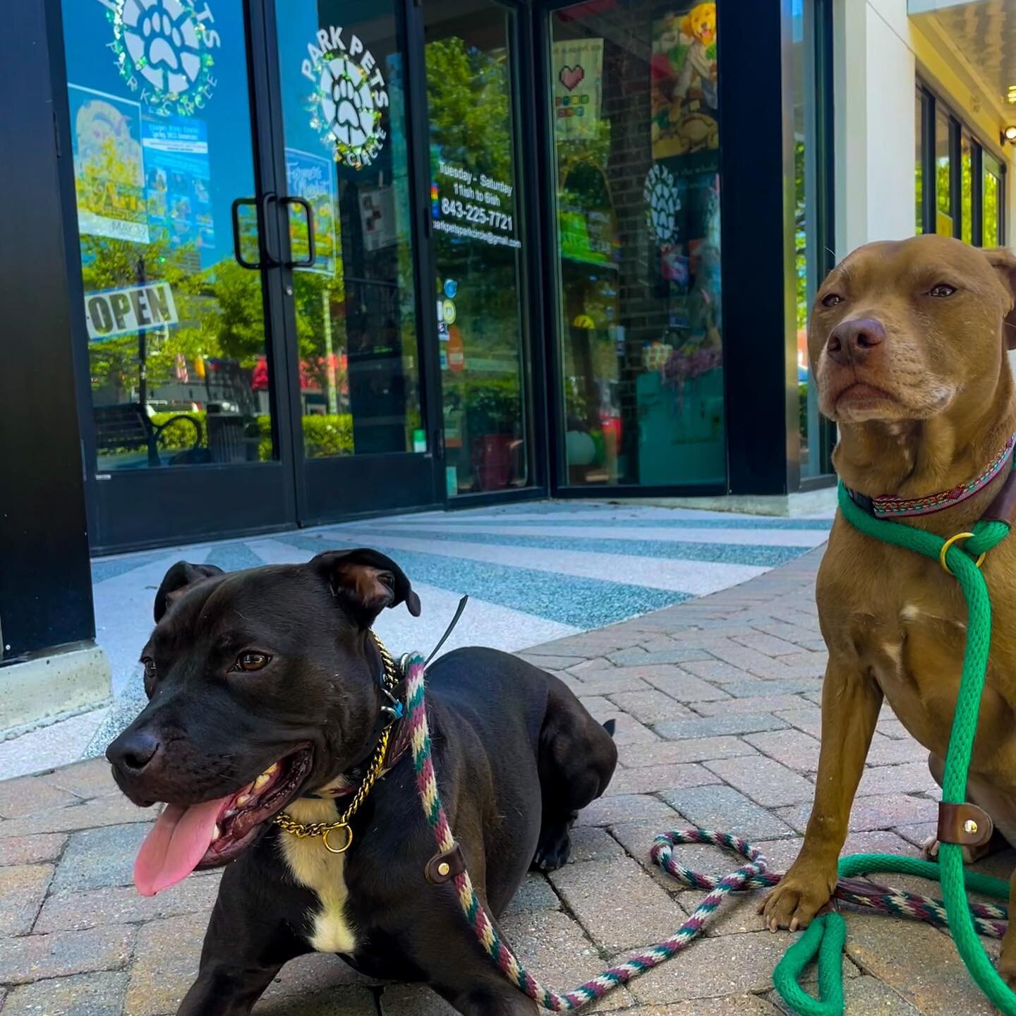 We went to visit our client @parkpetsparkcircle today for some pawdicures! 💅🏼

If you haven&rsquo;t checked them out yet, be sure to swing by for all your pet&rsquo;s needs or even book your pup&rsquo;s next grooming appointment! 🐶

Also- this pho