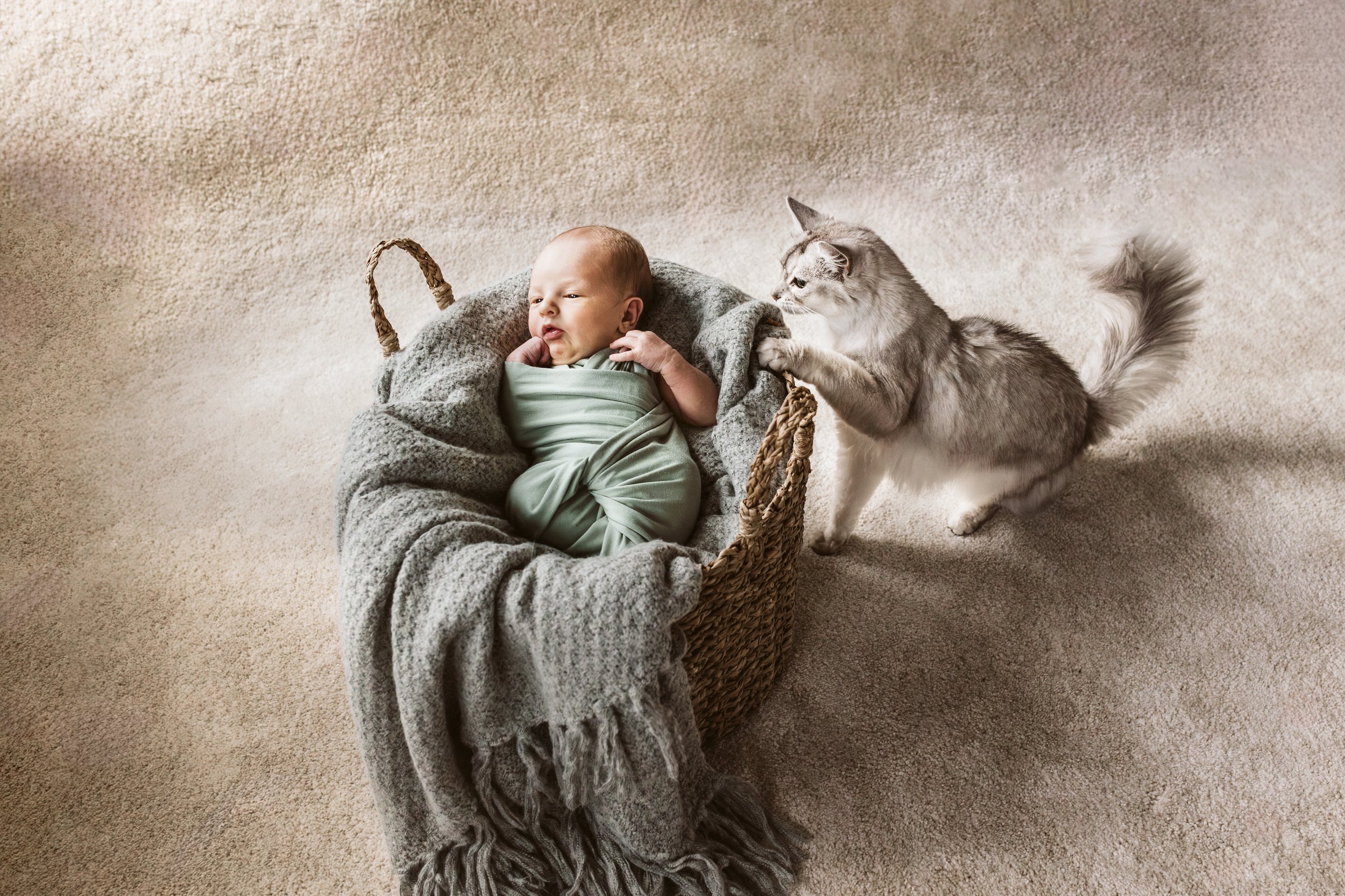 Vastasyntynyt kissan kanssa kodin lattialla newborn kuvauksessa.