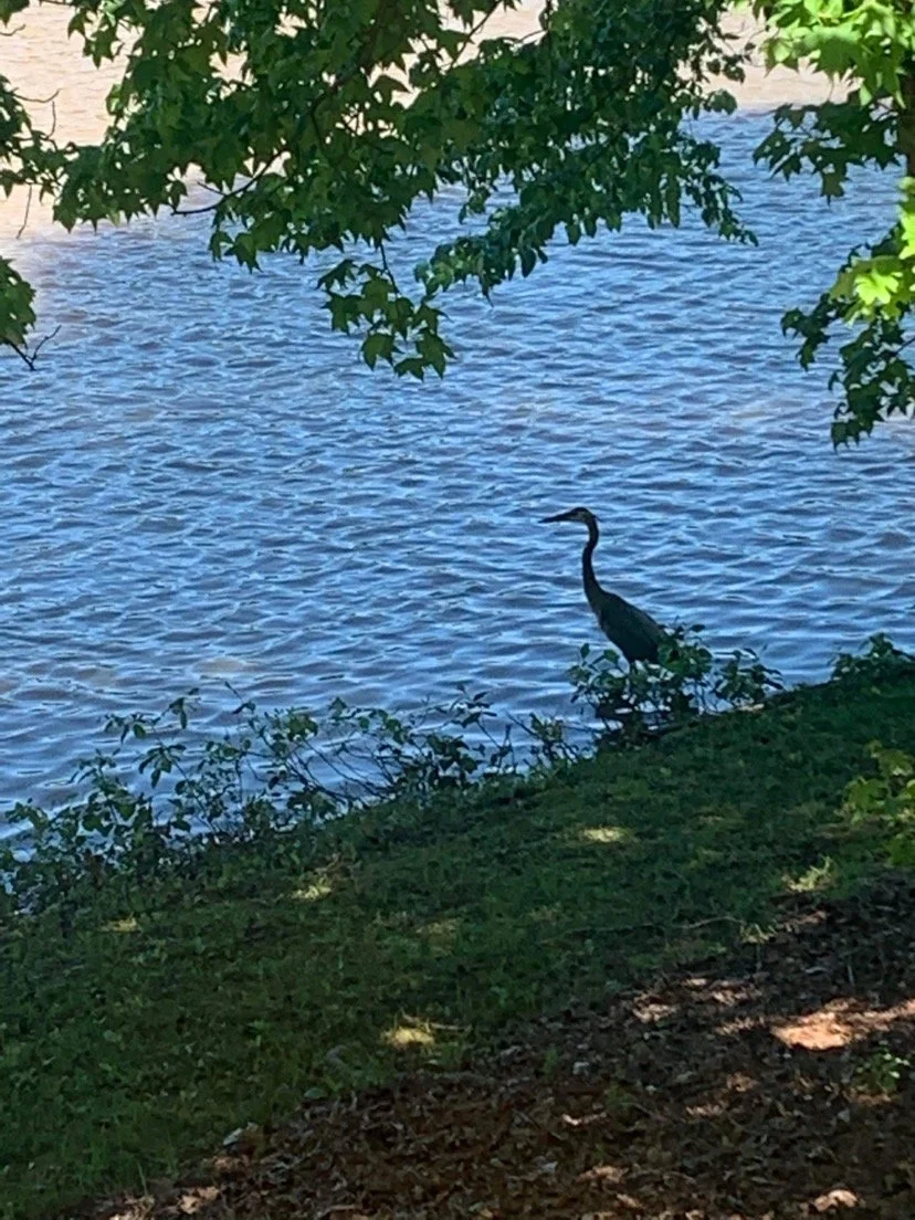 Lake Swan at Carrington Pointe