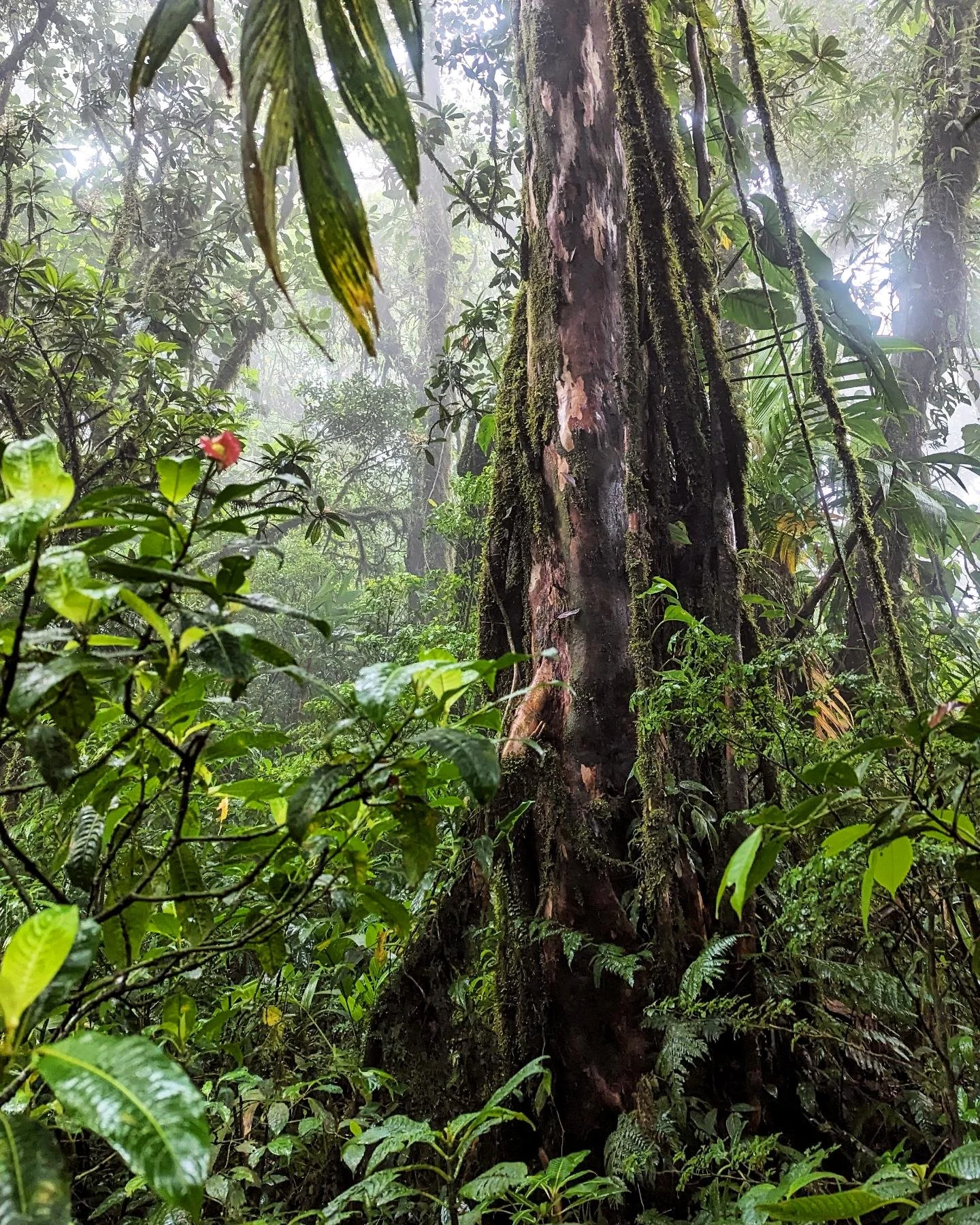 Rainy cloud forest 💧
