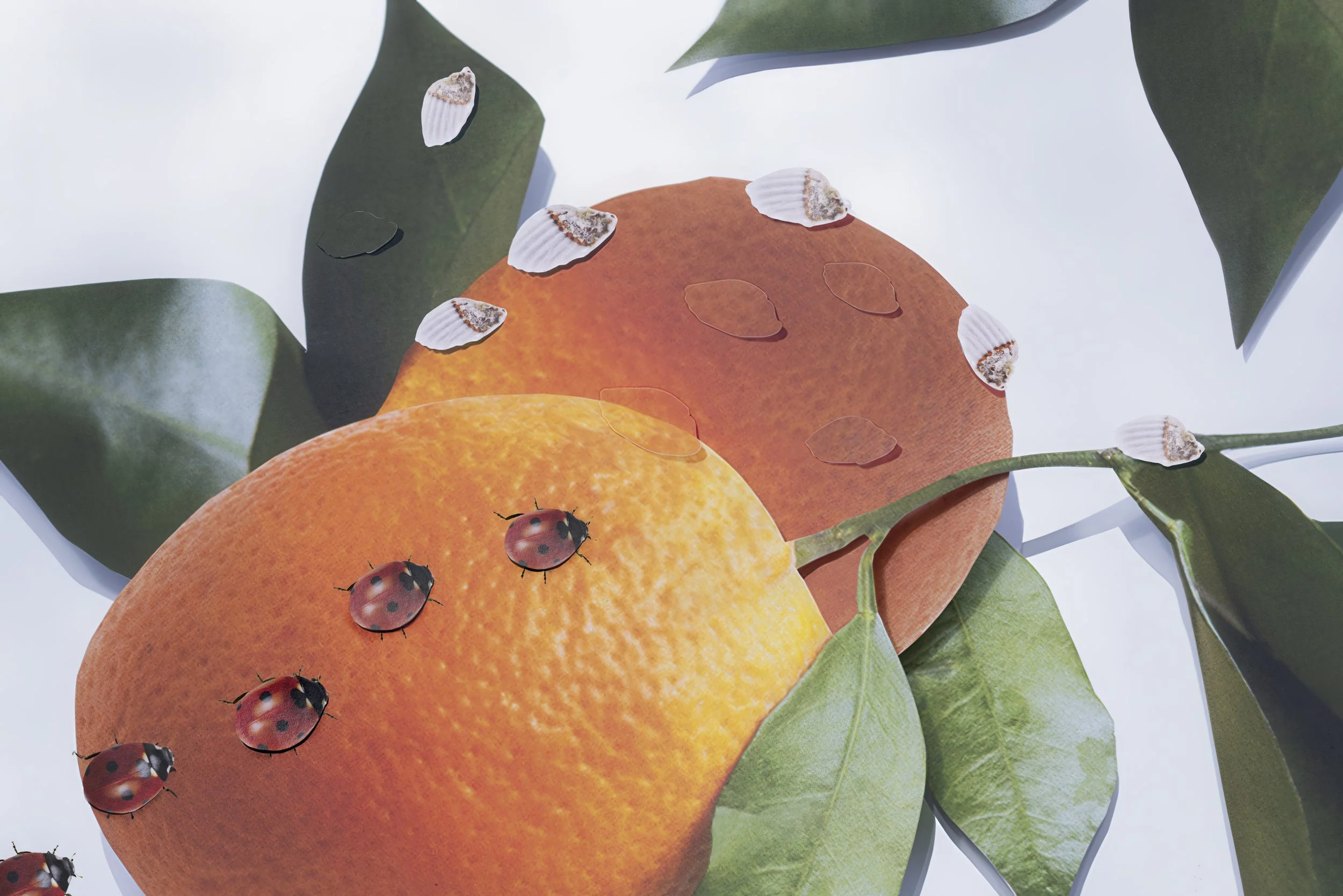 NYT_Danielle Ezzo_oranges copy.jpg