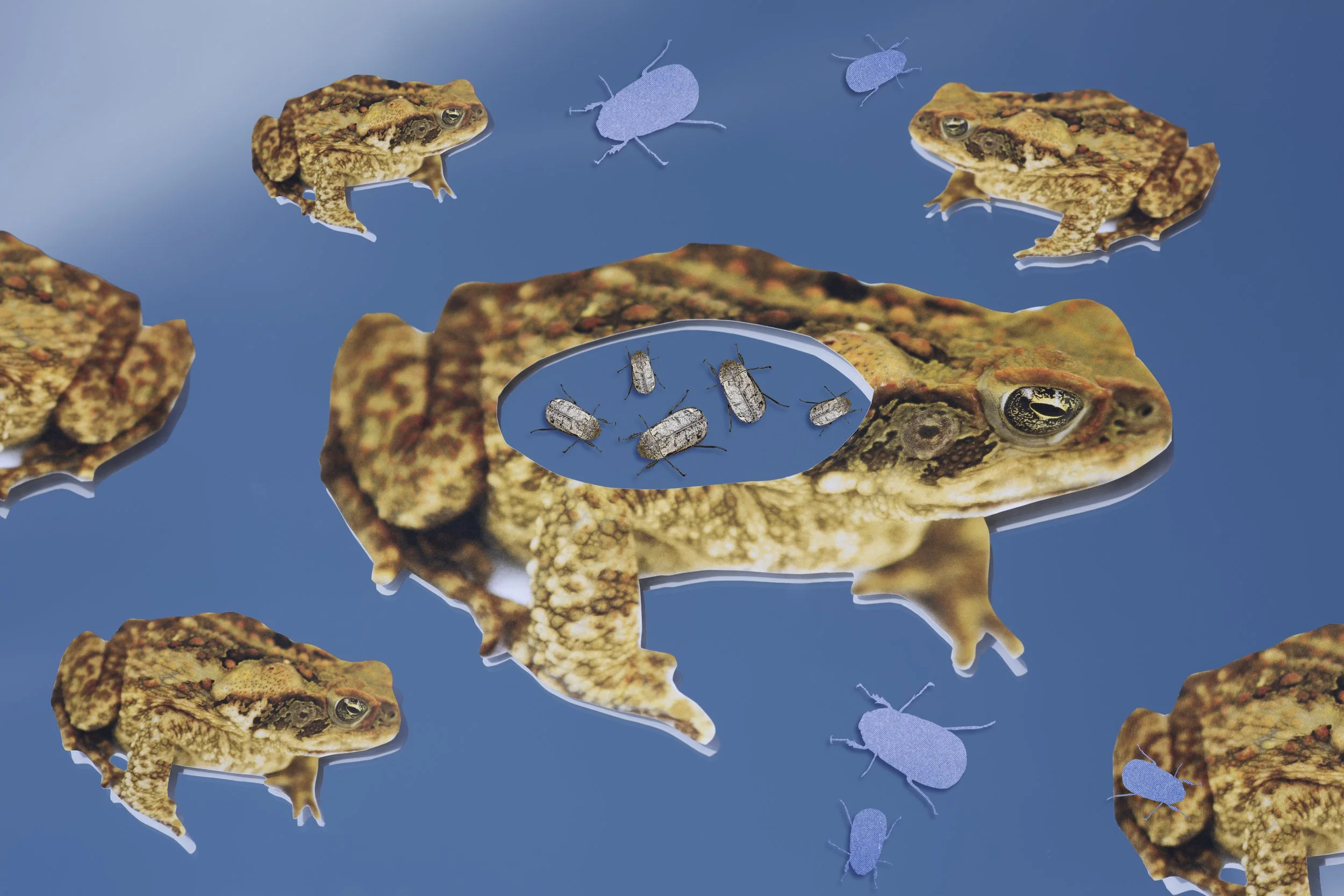 NYT_Danielle Ezzo_Frogs copy.jpg