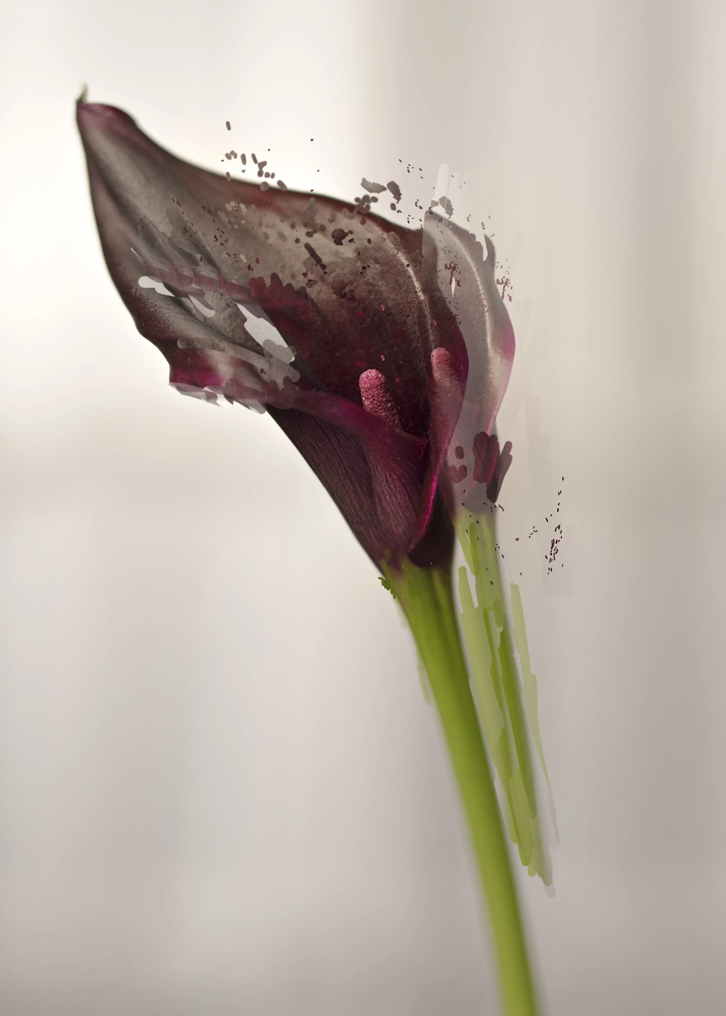 Purple Lily (In Layers), 2018