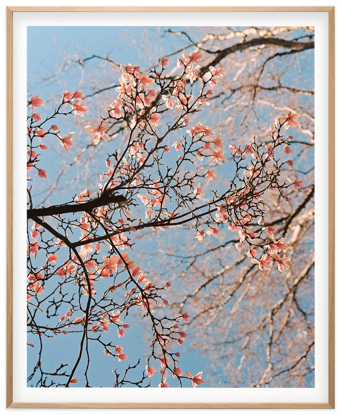 Sunflower Lane — under the magnolia tree
