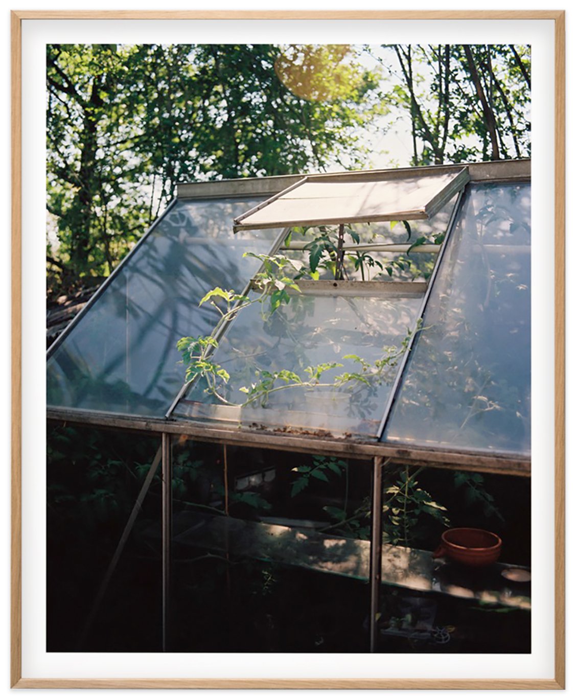 Sunflower Lane — greenhouse