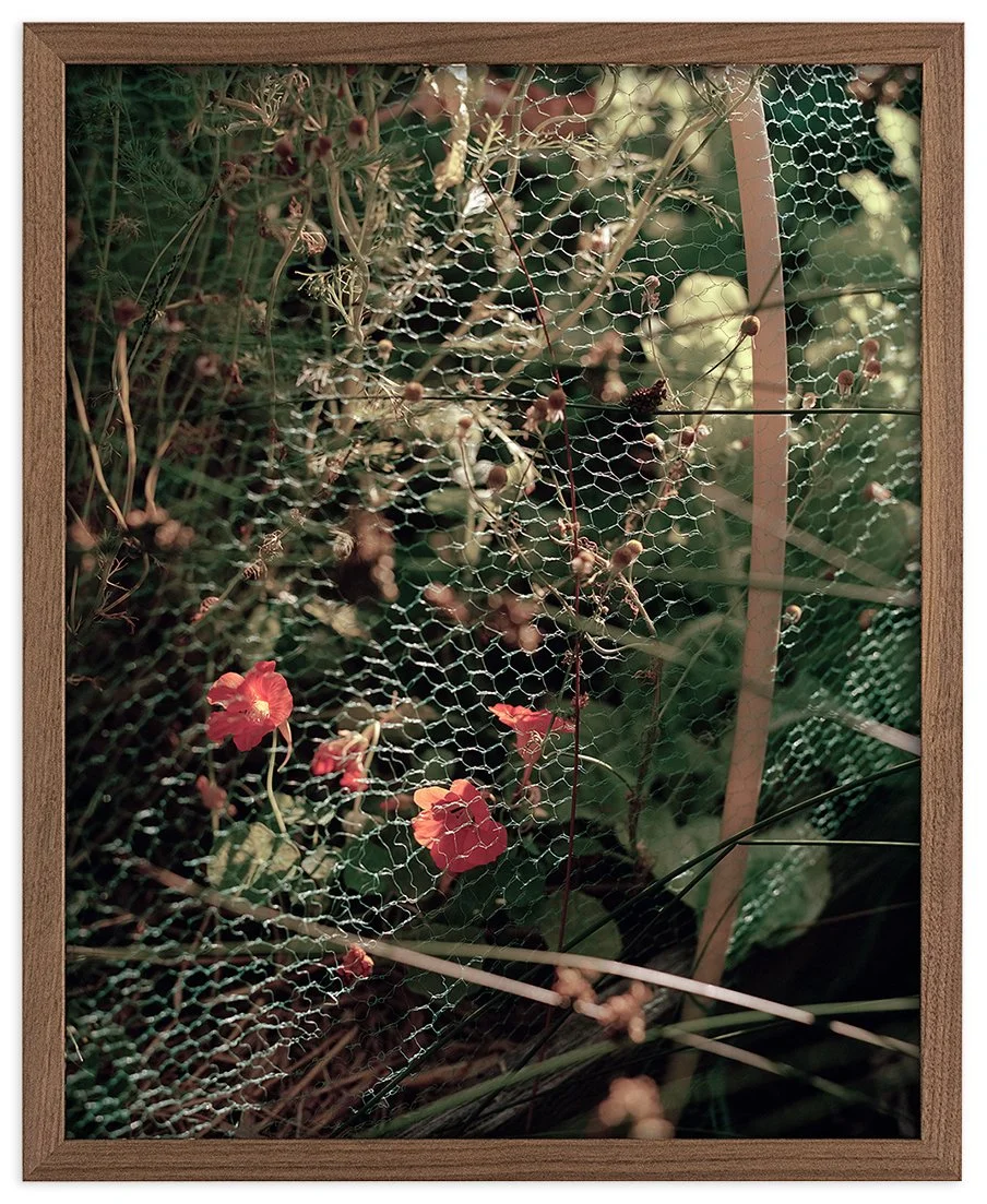 Sunflower Lane — red flowers
