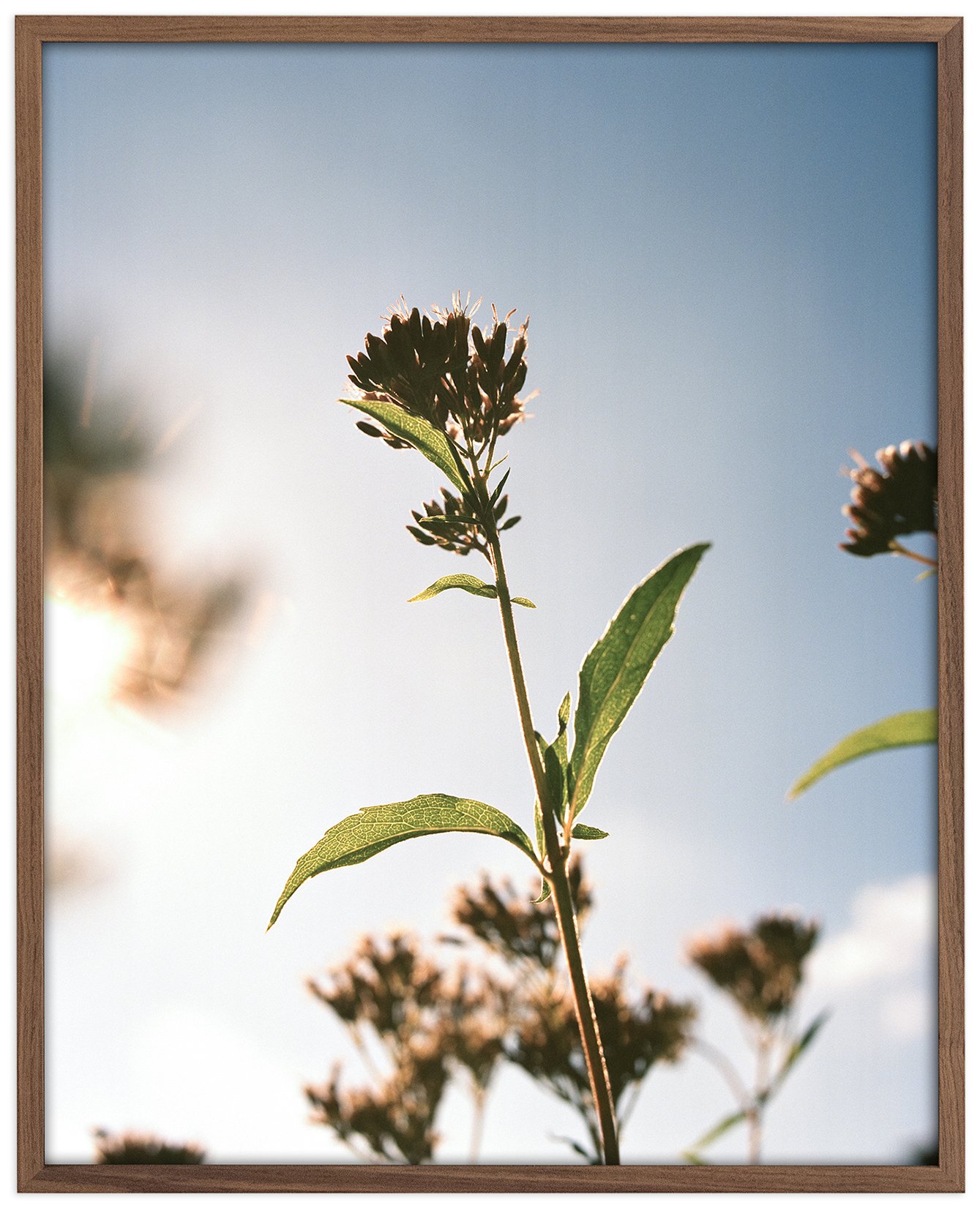 Sunflower Lane — blue sky