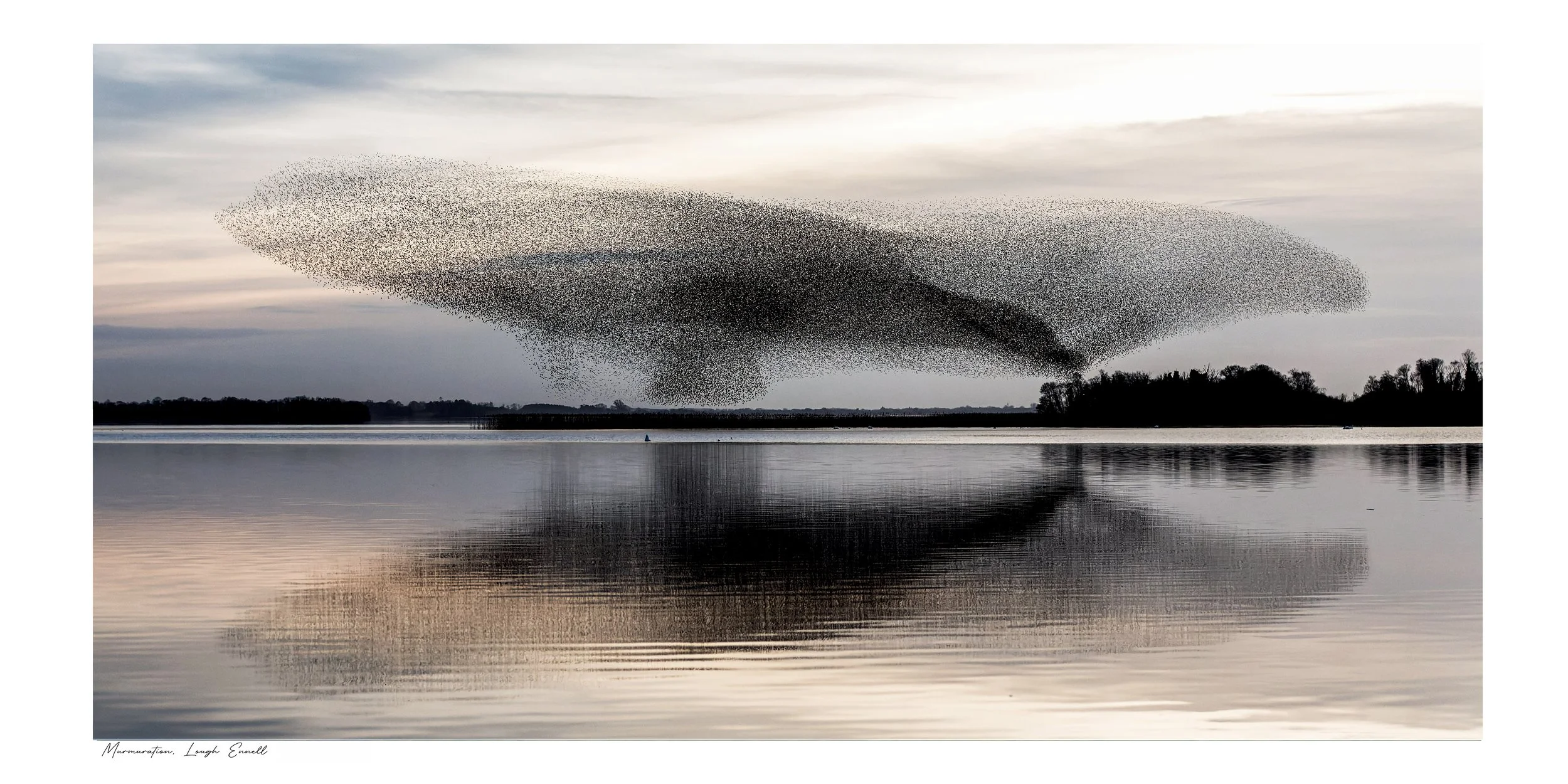 Murmuration001.JPG