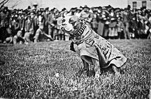 In Memory of Sergeant Stubby: The Most Decorated War Dog of World War I (Who May Have Invented Football's Halftime Show)