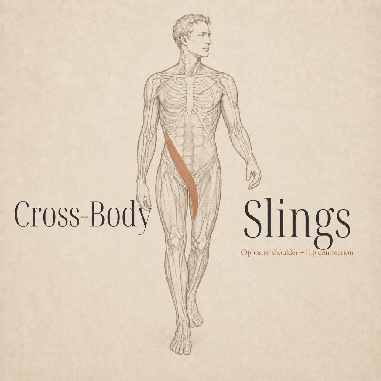 Strong in Pieces, Disconnected as a Whole: The cross-body slings behind walking, balance, and rotation